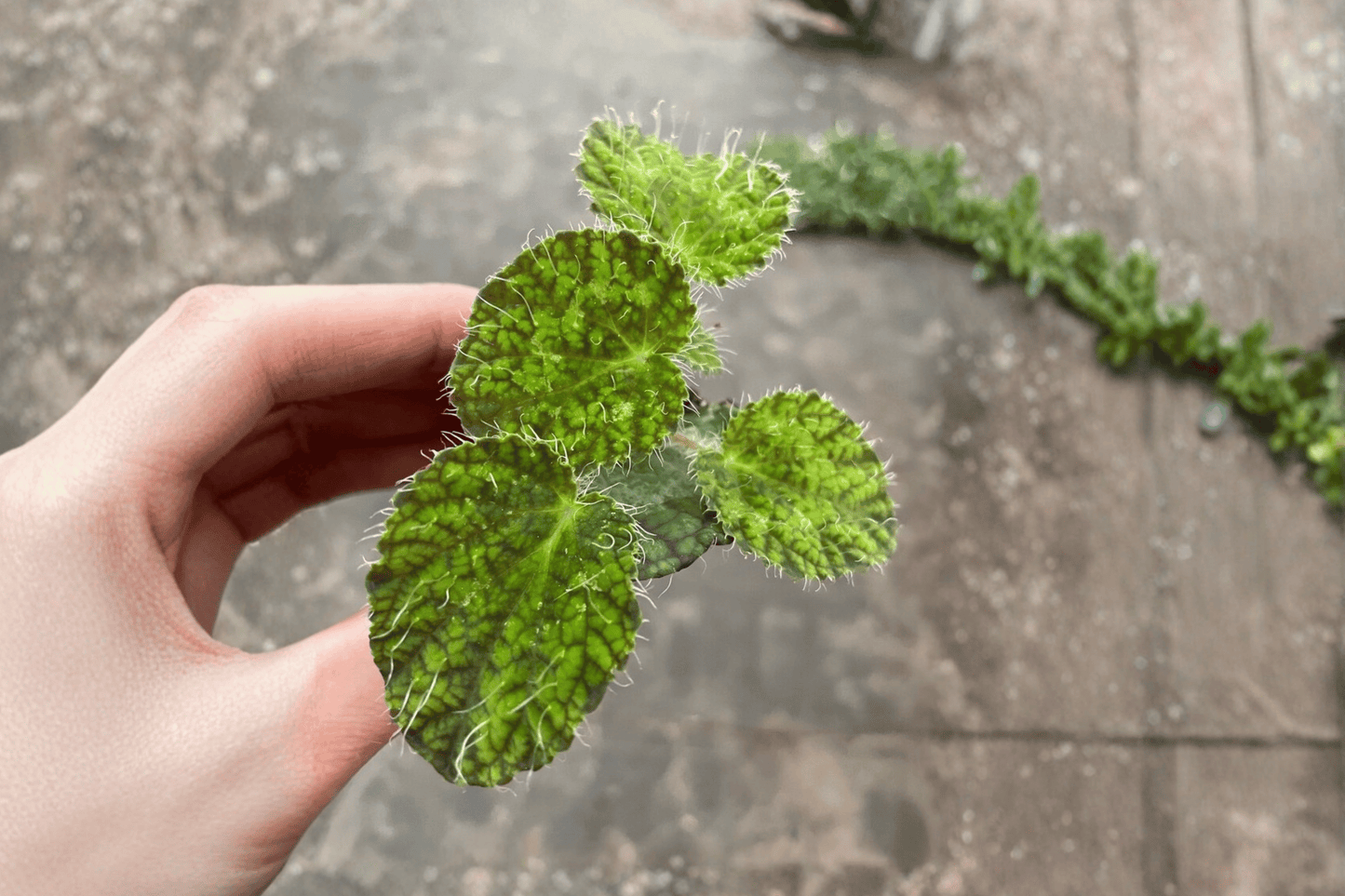 2 Begonia sizemoreae 'Longiciliata' Starter Plants – Bare Root – Begonia sizemoreae 'Longiciliata'