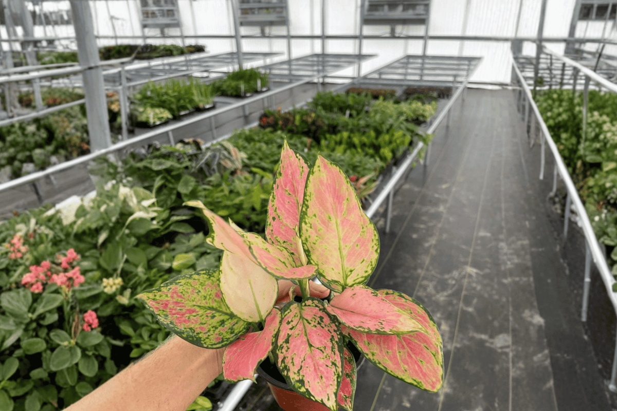 Aglaonema ‘Red Valentine’ 2 Live Plants – 4-Inch Multi-Plant Pots