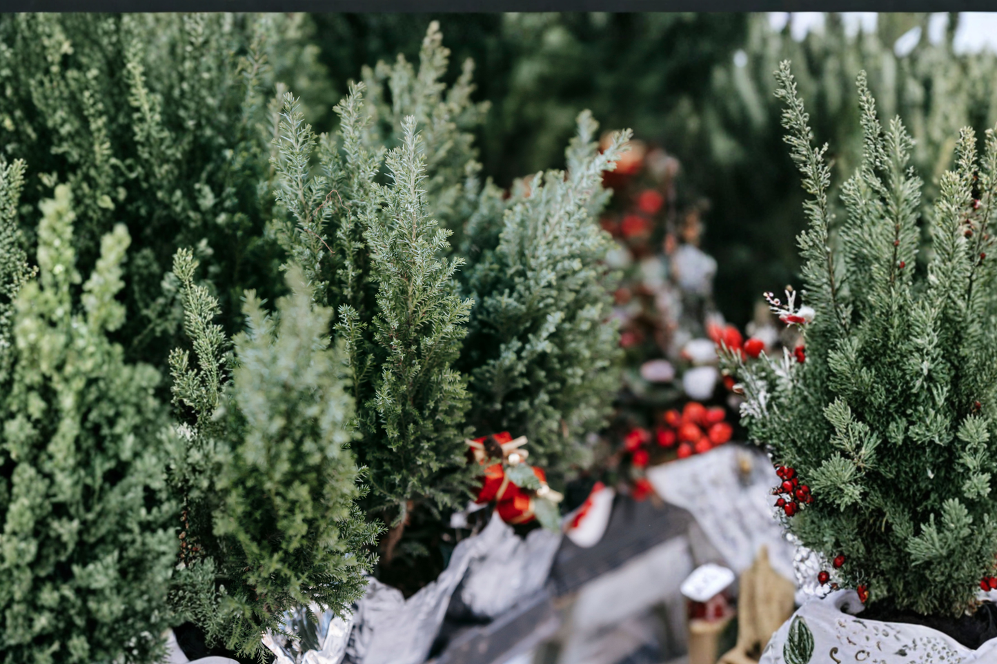 10 Spartan Juniper Live Plants – Juniperus chinensis – Evergreen Landscape Shrubs