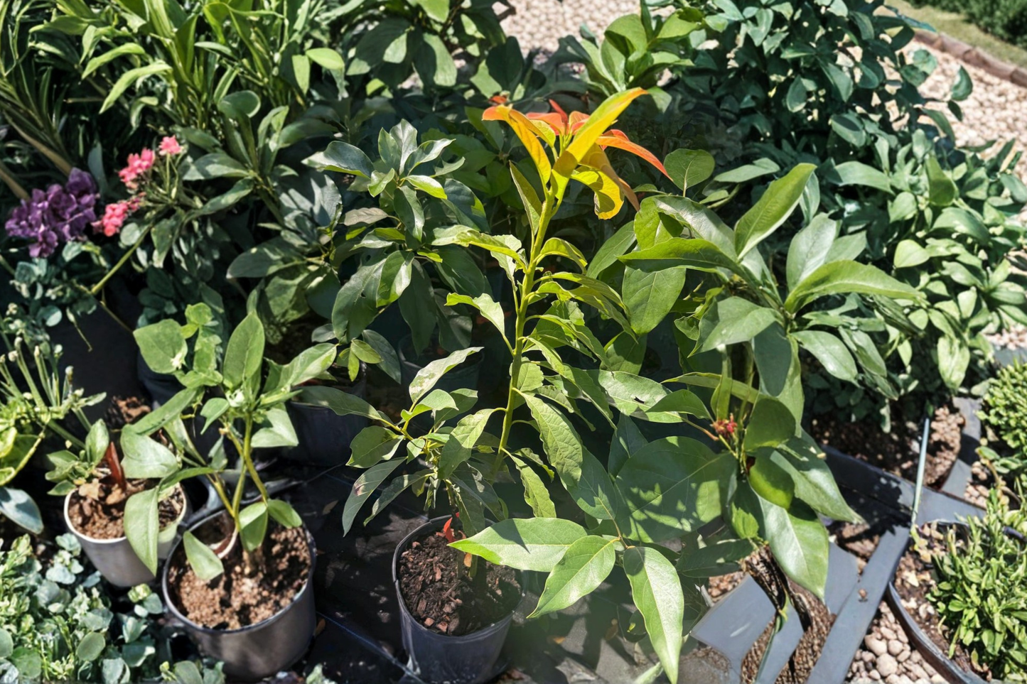Catalina Avocado Tree Grafted Live Plant 3ft Tall 3 Gallon Pot Tropical Fruit Tree Backyard Garden No Ship to California