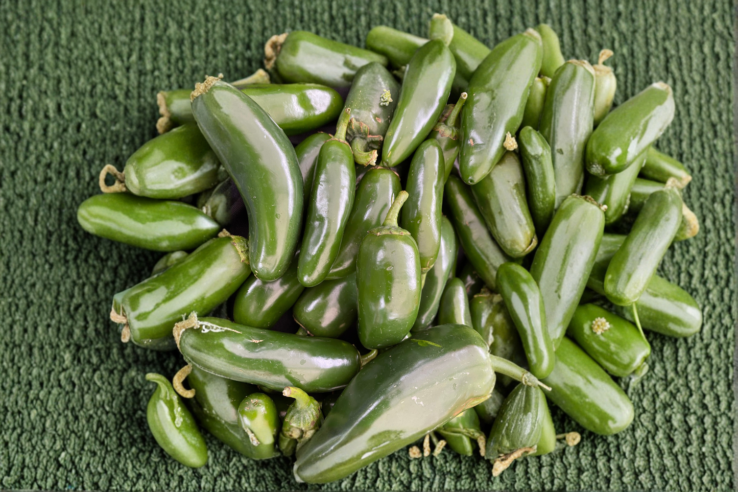 Jalapeno Hybrid Live Pepper Plants 3 Starter Plants Hot Pepper Plant Capsicum annuum Garden Ready Vegetable Plant