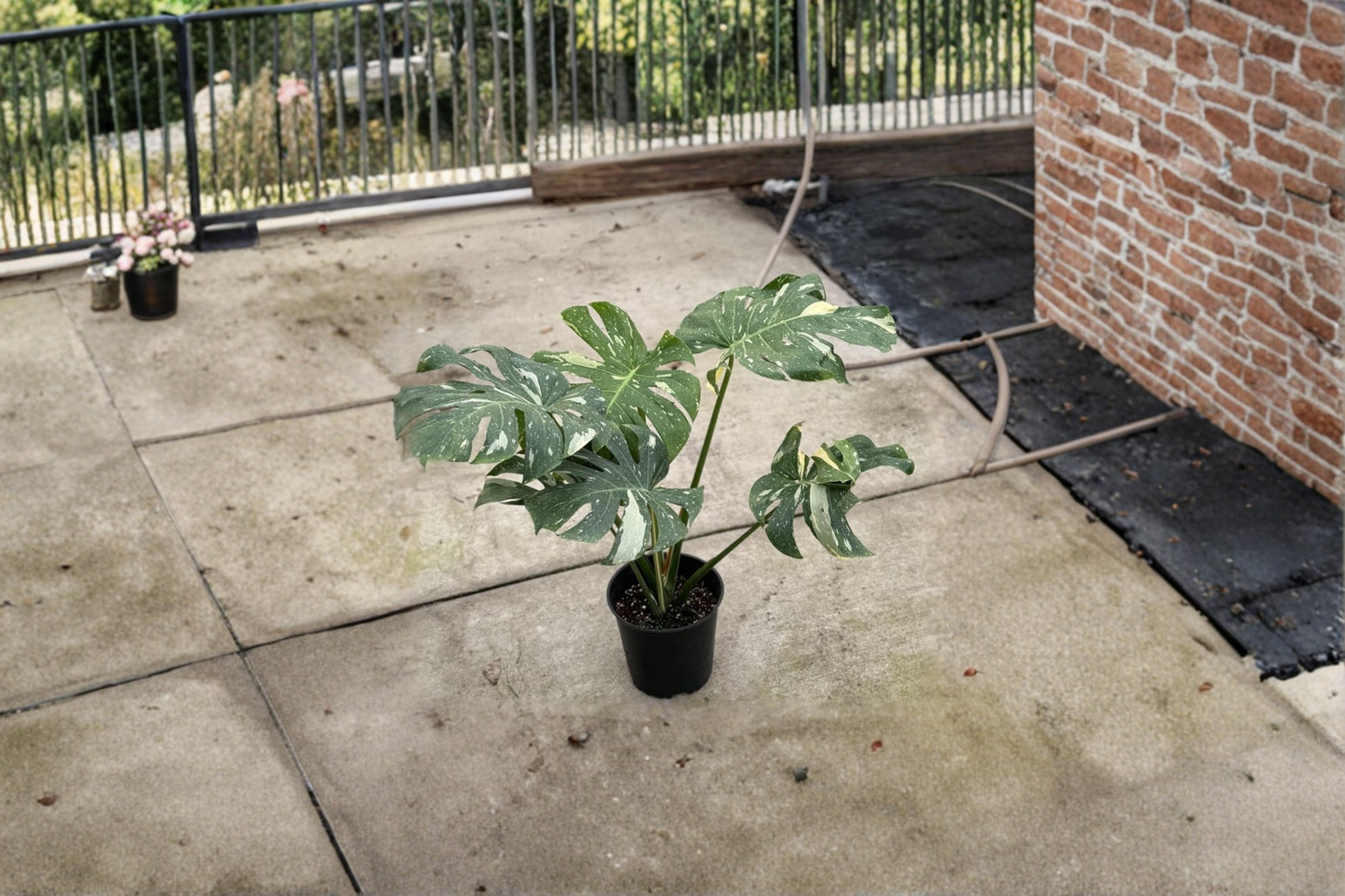Large Monstera Thai Constellation Live Plant Variegated Rooted Monstera Indoor Houseplant 8 Inch Pot