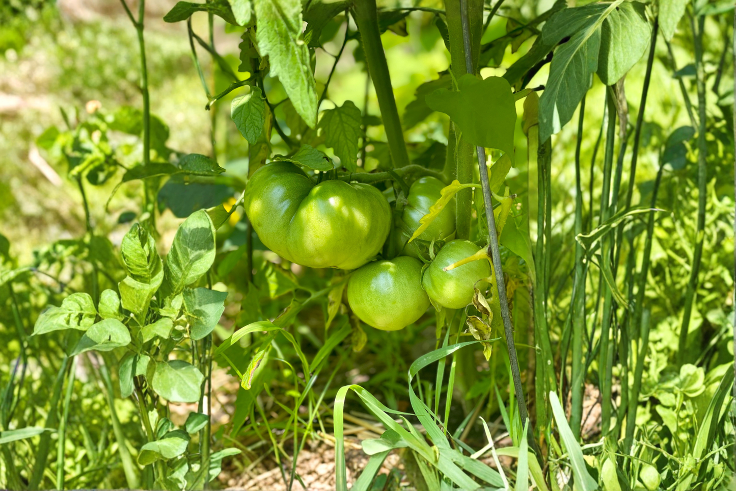 Cherokee Purple Tomato Live Plants – Lot of 2, Approx. 6–10" Tall (Solanum lycopersicum)
