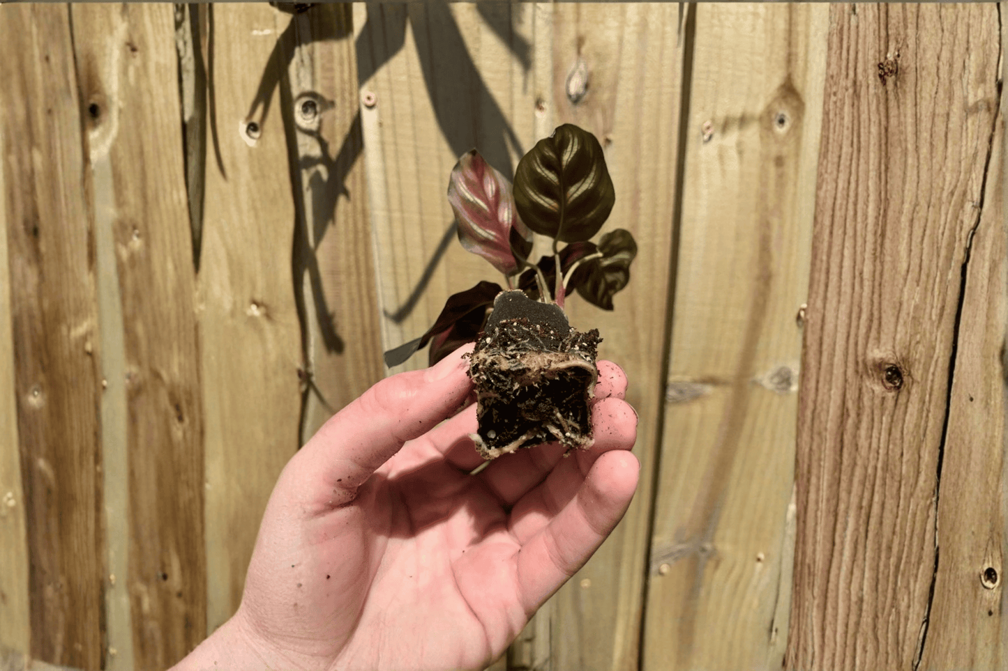 2 Calathea Makoyana (Peacock Plant) Live Starter Plants – Bare Root Houseplants