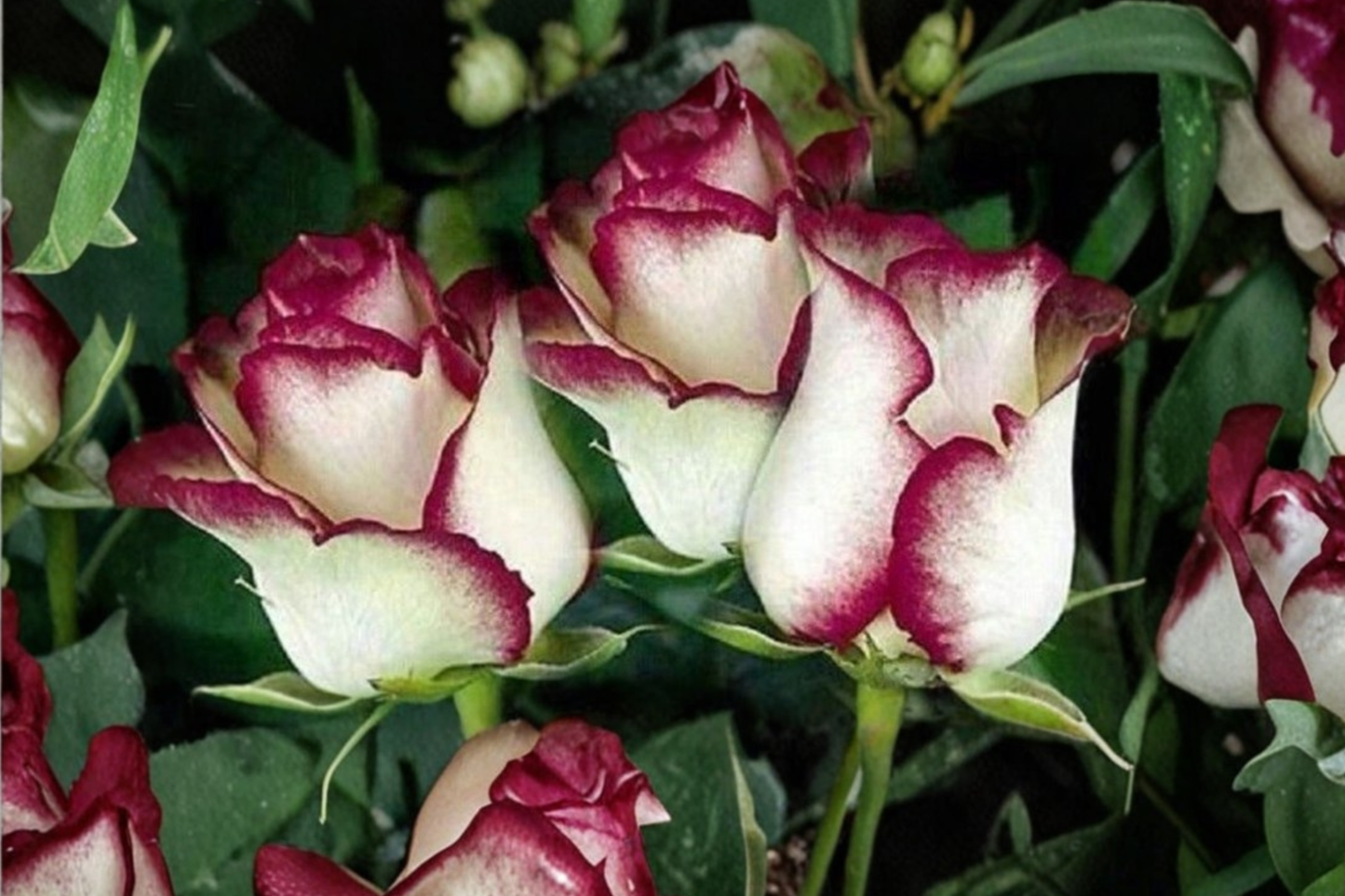 English Monroe Pink Rose Seeds Rare Fragrant Pink Rose Flower Seeds for Planting Ornamental Garden Pack of 30 Seeds