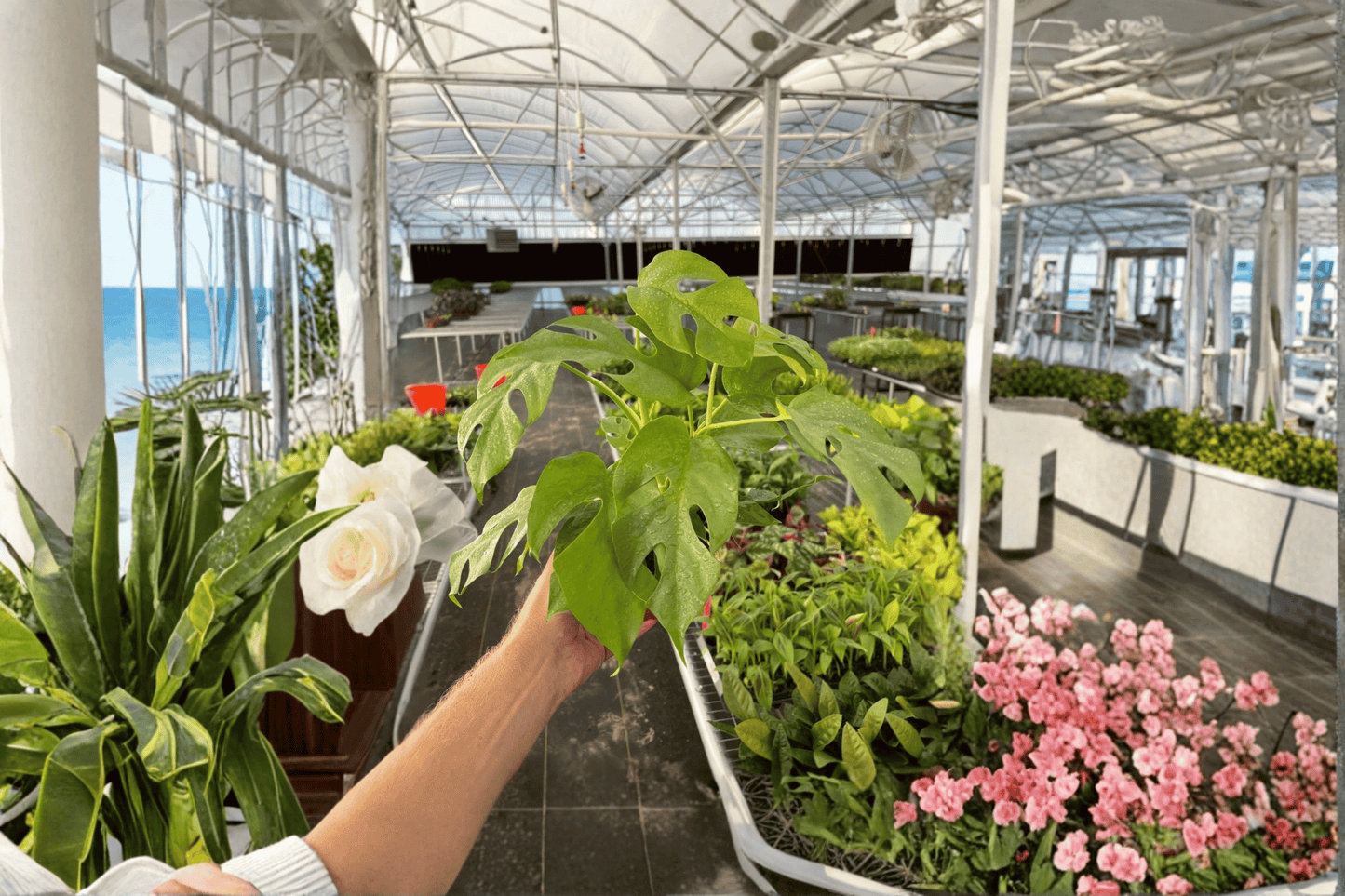 2 Rhaphidophora tetrasperma 'Monstera Minima' Live Plants – 4-Inch Pots – Rhaphidophora tetrasperma