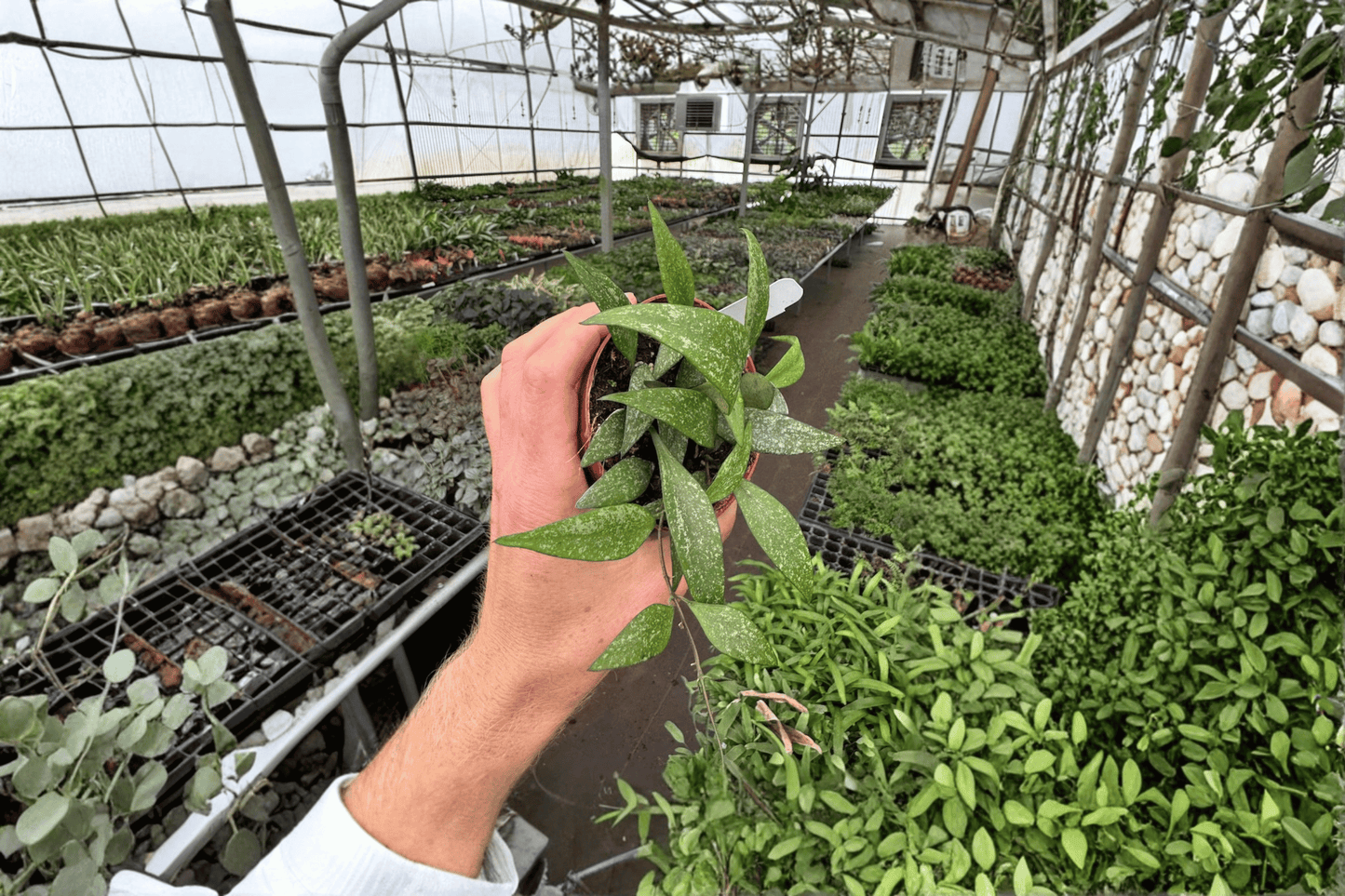 2 Hoya parviflora Live Plants in 4-Inch Pots – Hoya parviflora Tropical Houseplants