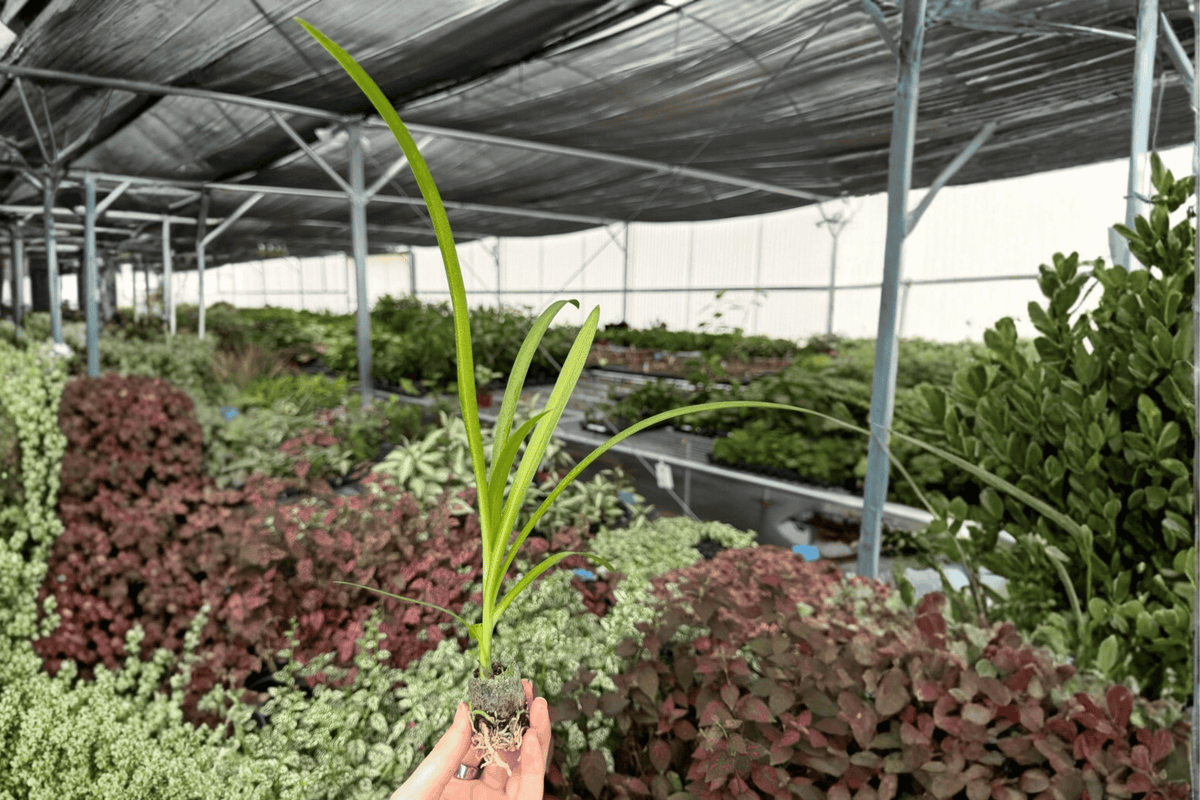 Agapanthus ‘Storm Cloud’ 2 Live Starter Plants – Lily of the Nile