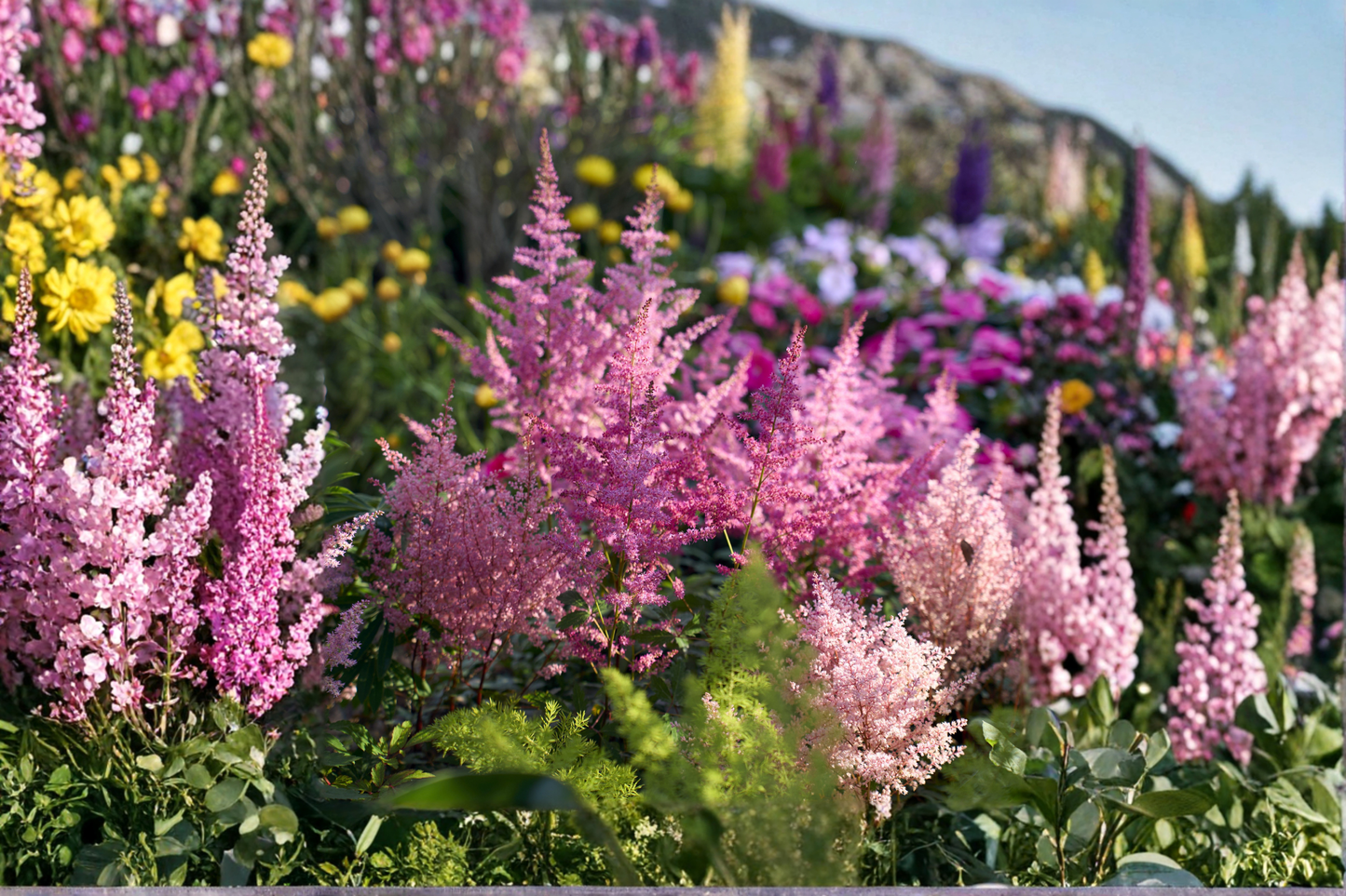 Astilbe Chinensis Maggie Daley Live Plants Set of 3 Starter Perennials Quart Pots Pink Flower Shade Garden Free Shipping