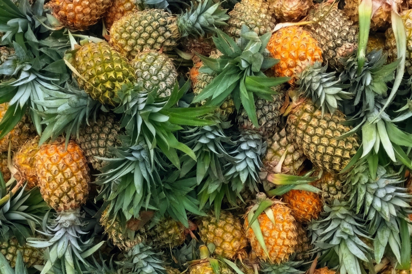 Florida Special Pineapple Live Plant in 2-Inch Pot – Ananas comosus