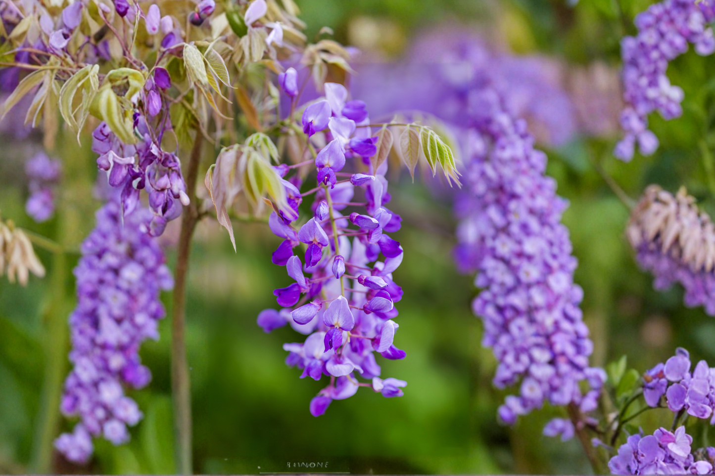 Amethyst Falls Wisteria Live Plant Wisteria Frutescens Vine 1/2 Gallon Pot Purple Flower Climbing Vine Free Shipping