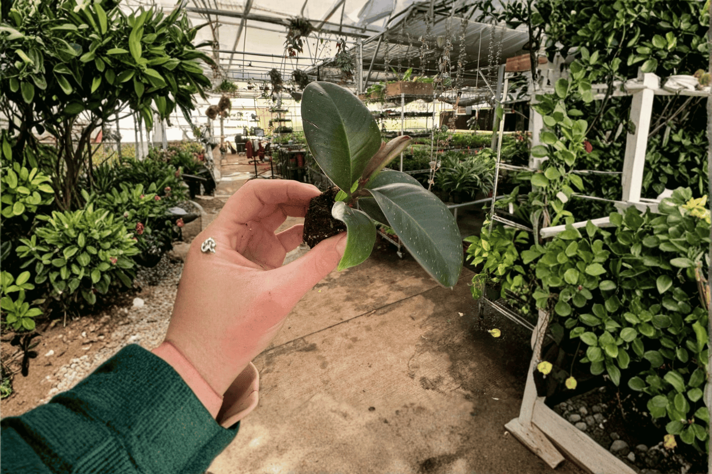 2 Ficus 'Sophia' Live Starter Plants – Bare Root Tropical Houseplants