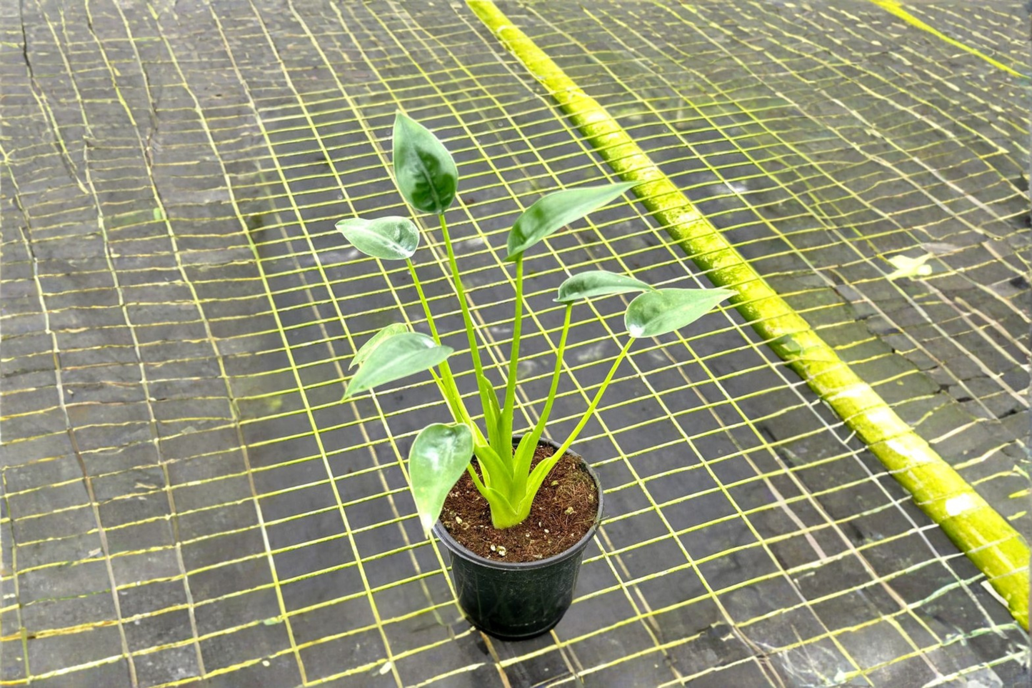 Alocasia Tiny Dancer Live Plant Rooted Tropical Houseplant 4 Inch Pot Indoor Alocasia Starter Plant Gift