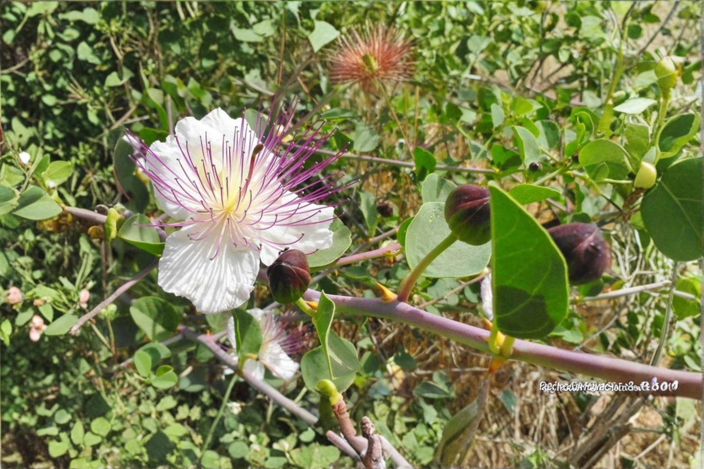 Spineless Caper Plant Live 1 Gallon Potted Caper Bush Drought Tolerant Garden Plant Ready to Grow