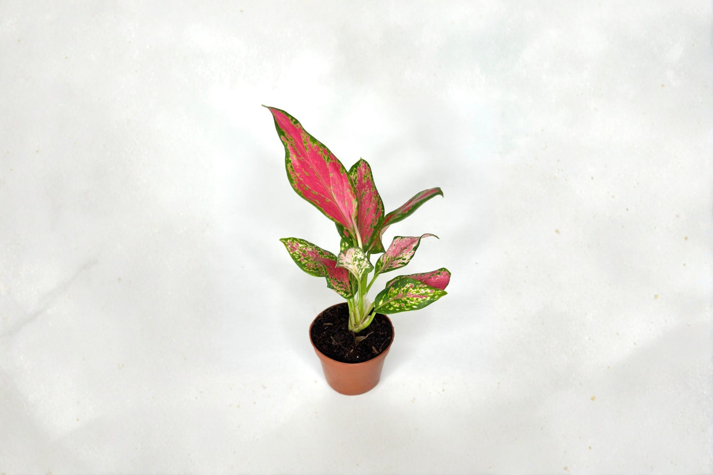 Red Angel Aglaonema Live Plant Rare Indoor Houseplant 2 Inch Rooted Tropical Starter Plant Beginner Friendly