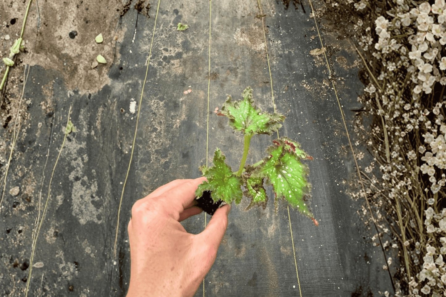 2 Harmony's Star Dragon Begonia Starter Plants – Bare Root – Begonia 'Harmony's Star Dragon'