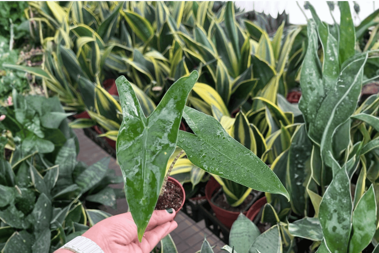 Alocasia Tigrina Superba 2 Live Starter Plants – 2-Inch – Alocasia ‘Tigrina Superba’