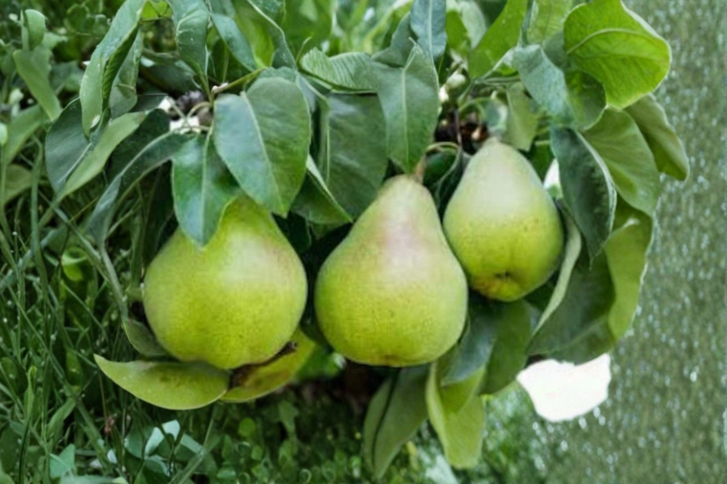 Semi Dwarf Pear Tree Seeds Rare Pear Fruit Tree Seeds for Planting Indoor Outdoor Garden Pack of 5 Seeds