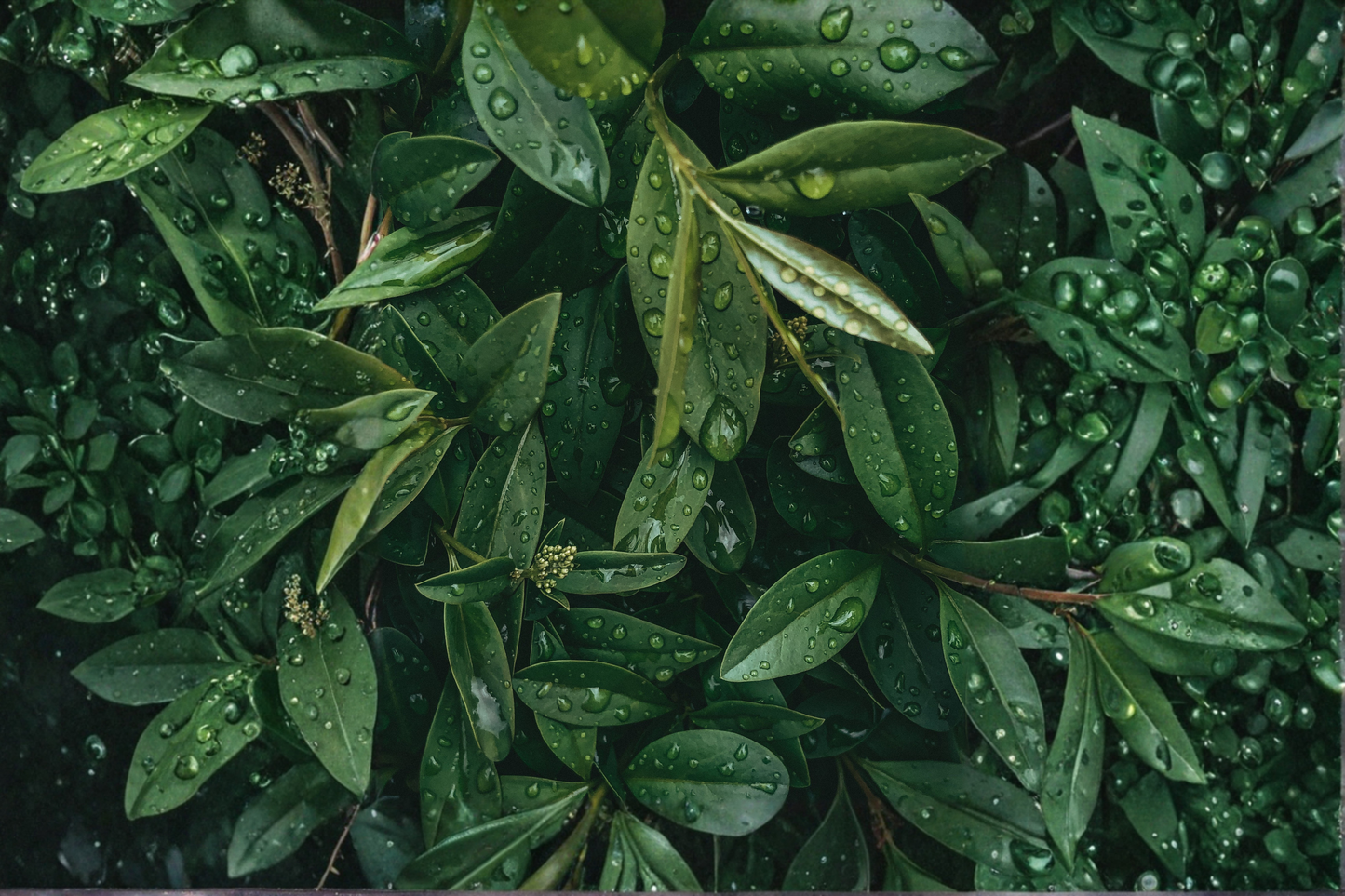 Bay Laurel Live Starter Plant – Laurus nobilis Herb & Evergreen Plant