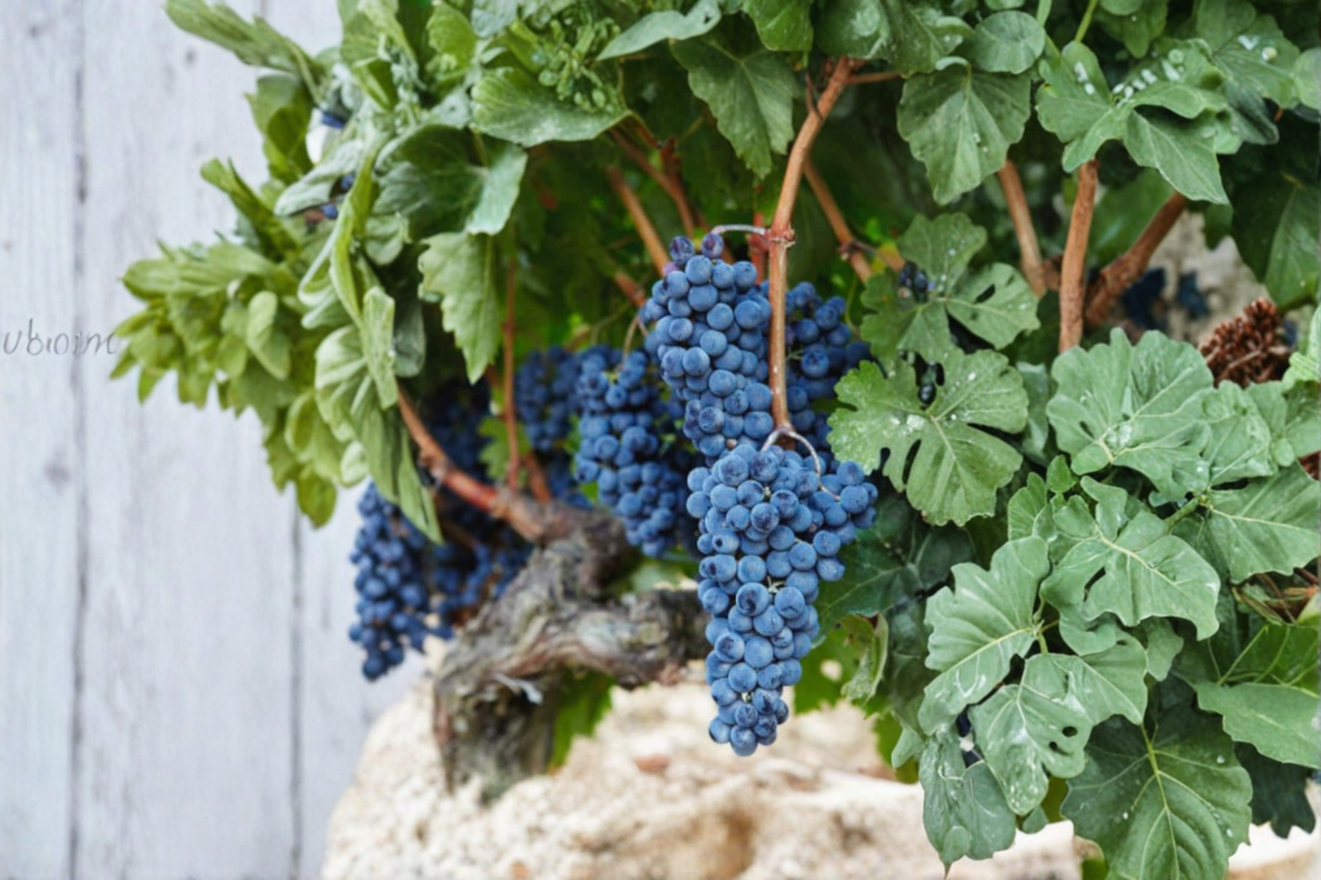 Dwarf Black Grape Seeds Rare Bonsai Style Fruit Vine 30 Seeds for Container and Outdoor Garden Growing