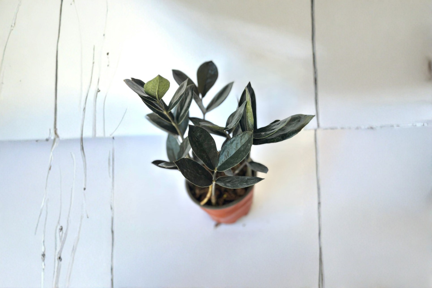 Black ZZ Live Plant Raven ZZ Houseplant Low Light Indoor Plant Rooted Easy Care Decor Gift Plant