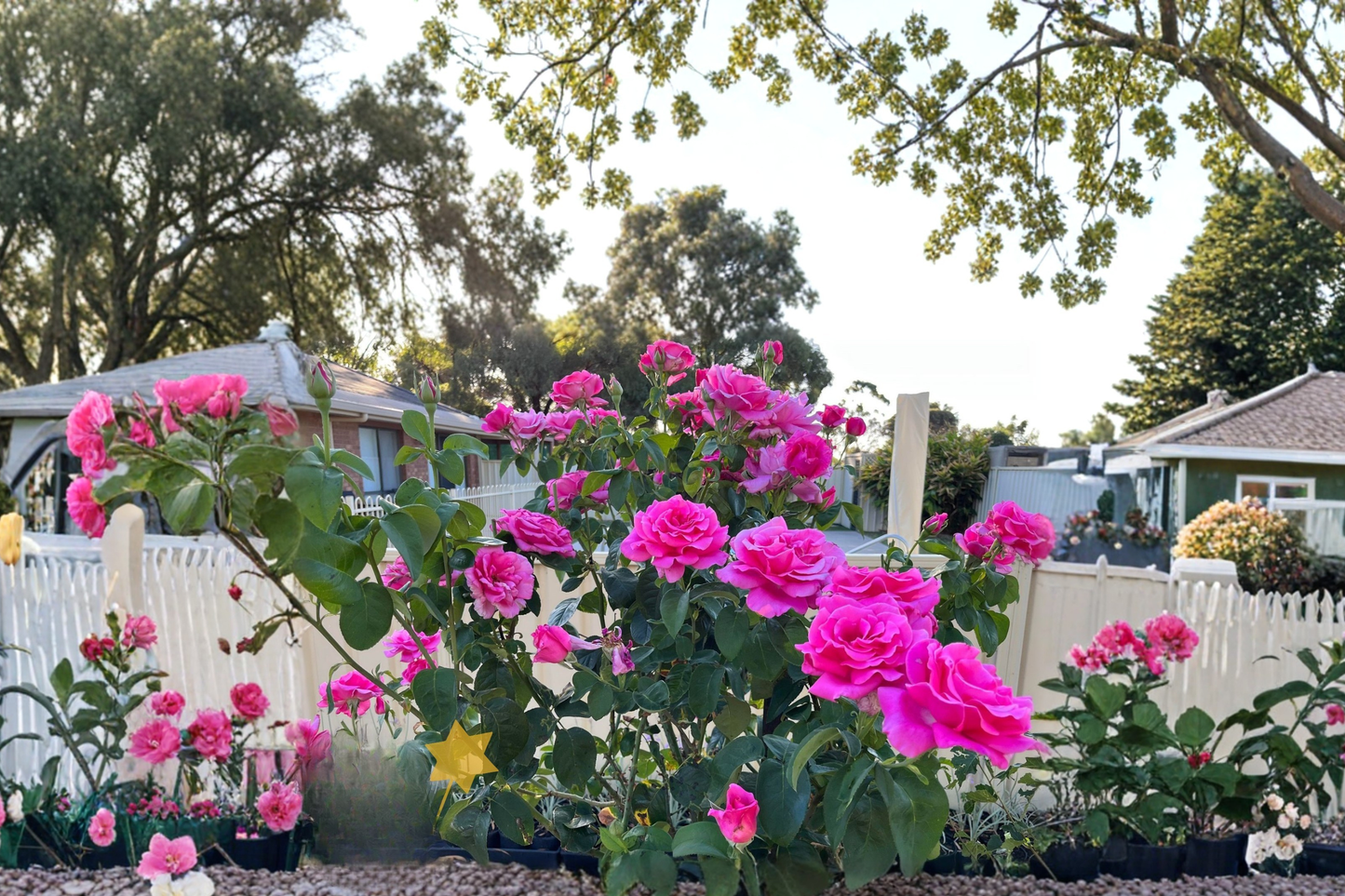 Perfume Delight Hybrid Tea Rose Plant 2 Gal Pink Bush, Fragrant Rose Shrub for Garden, Flowering Landscape Plant