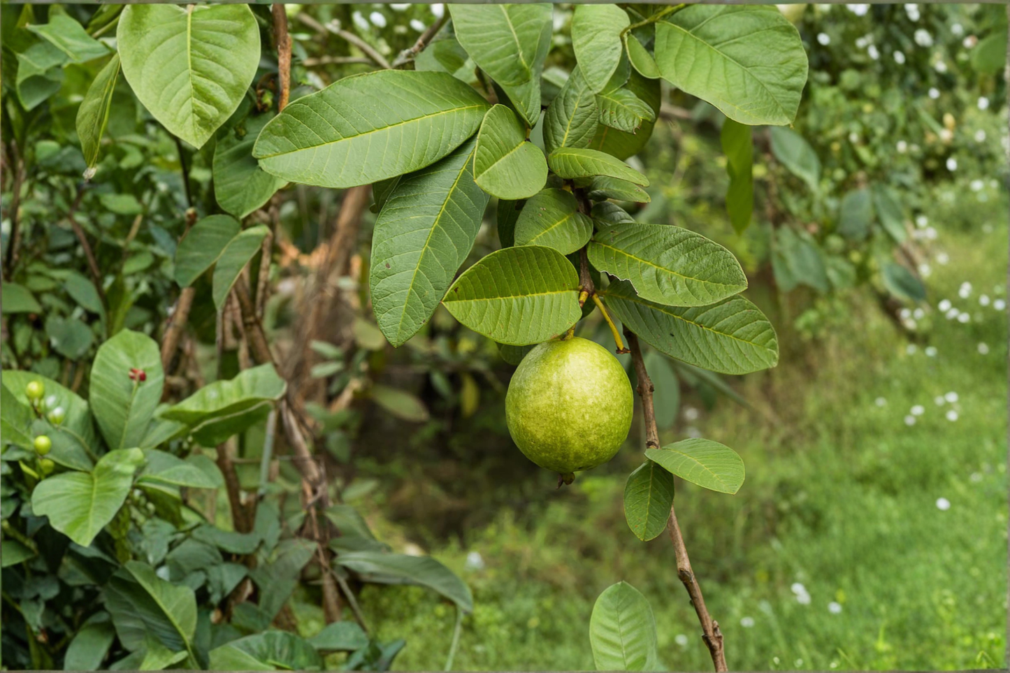 Giant Guava Seeds Rare Tropical Fruit Plant 3 Seeds for Container and Outdoor Garden Growing