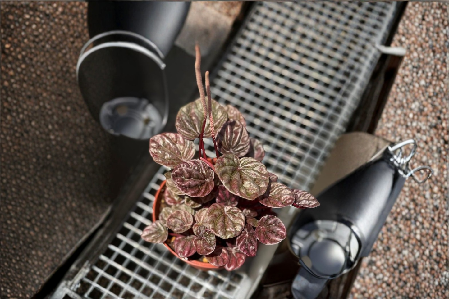 Peperomia Schumi Red Live Plant Red Ripple Peperomia Indoor Houseplant Starter Plant Decor Gift
