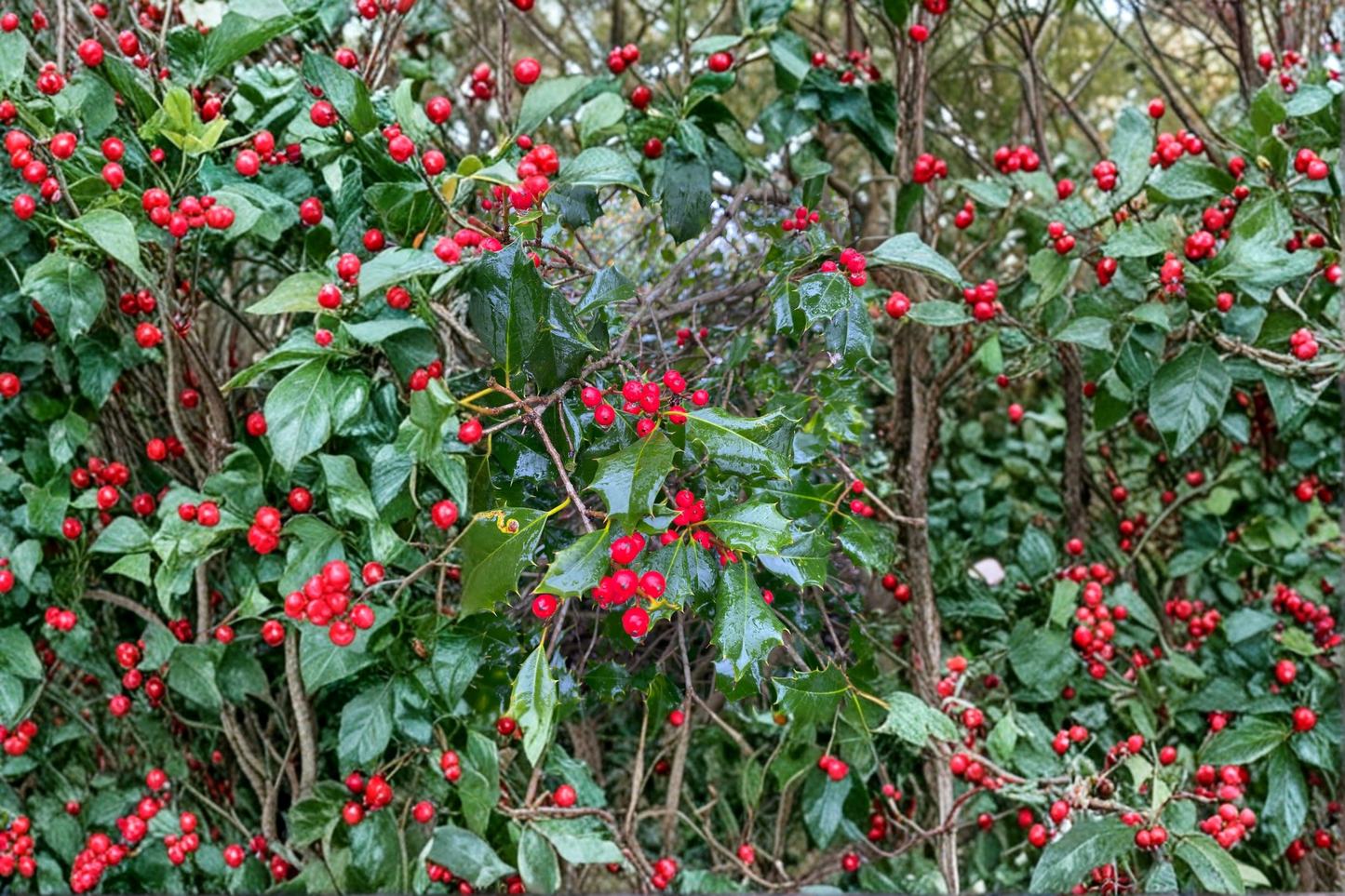 Miss Helen American Holly 12 Inch Live Plant 1 Gallon Pot – Ilex opaca Female Evergreen Tree Red Berry Landscape Plant