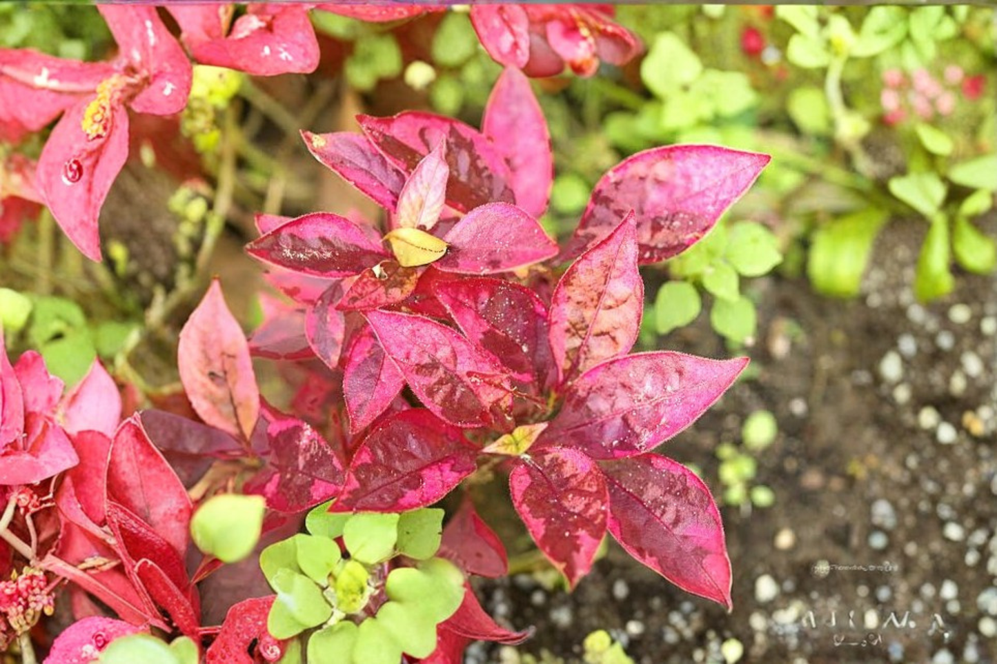 2 Live Alternanthera Little Ruby Plants 4–6 Inches Tall – No Pot – Alternanthera dentata 'Little Ruby'