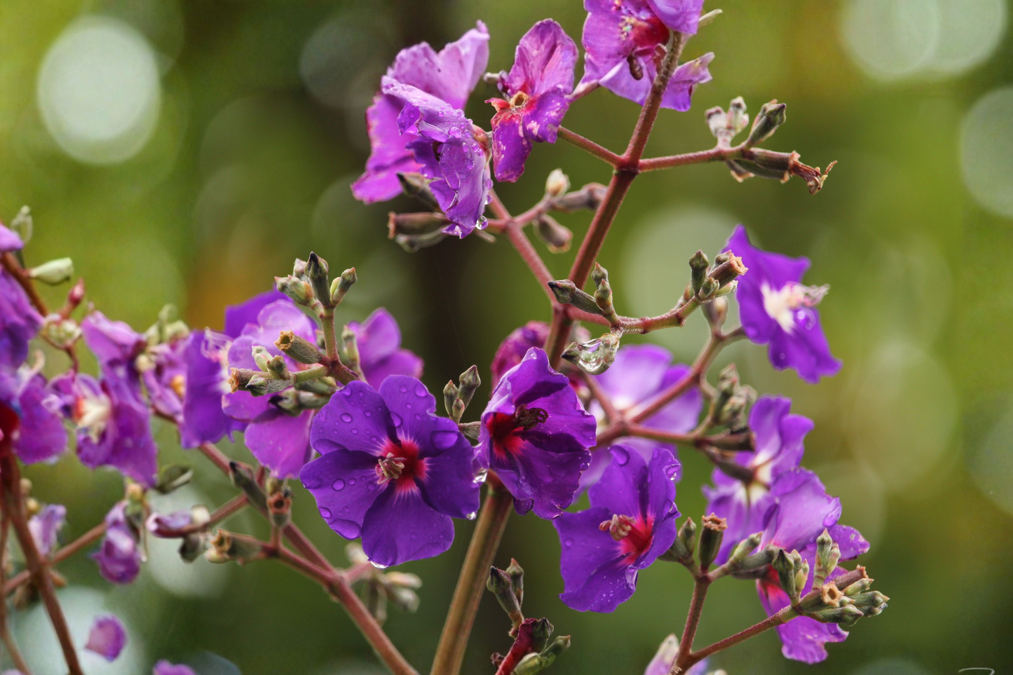 Ecuador Purple Princess Glory Bush Live Starter Plant – Approx. 2–8" Tall (Tibouchina lepidota 'Grandifolia')