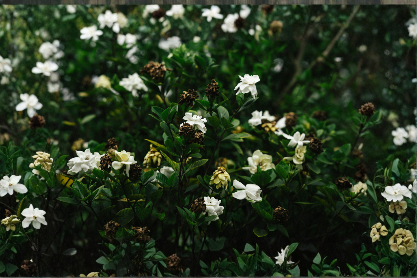 Live Gardenia Plant – 2.5-Quart Evergreen Shrub with Fragrant White Blooms – Gardenia jasminoides