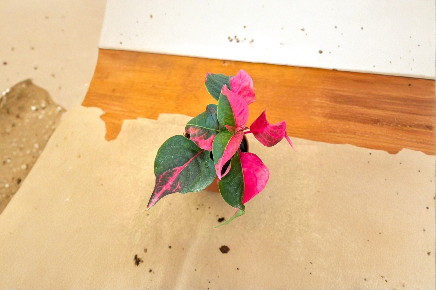 Alternanthera Party Time Live Plant Pink Foliage Houseplant Indoor Outdoor Starter Plant Garden Decor Gift