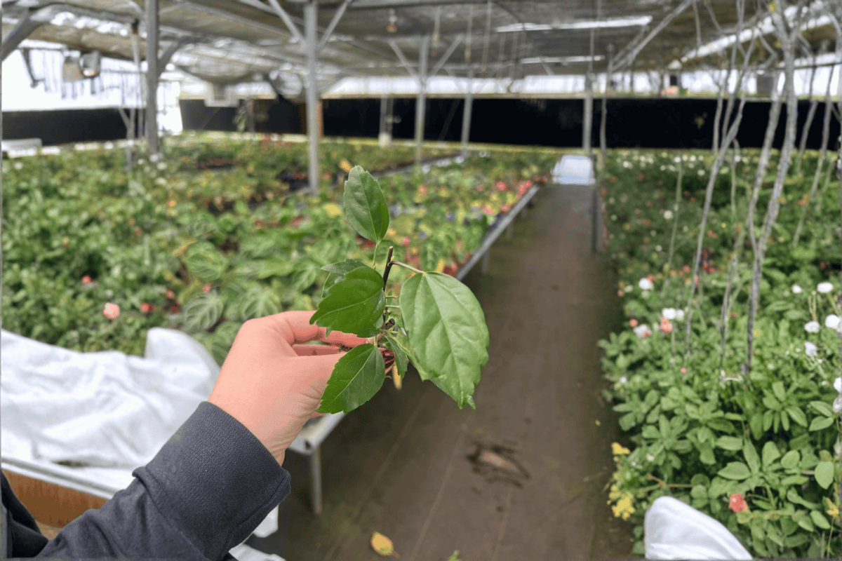 El Capitolio Red Hibiscus 2 Live Starter Plants – Hibiscus rosa-sinensis