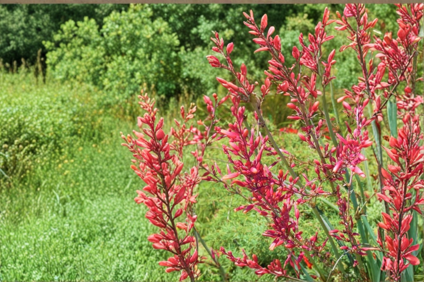 Red Yucca Plant 3 Gal – Hesperaloe parviflora, Evergreen Shrub, Coral Flower Spikes, Drought Tolerant Landscape Plant