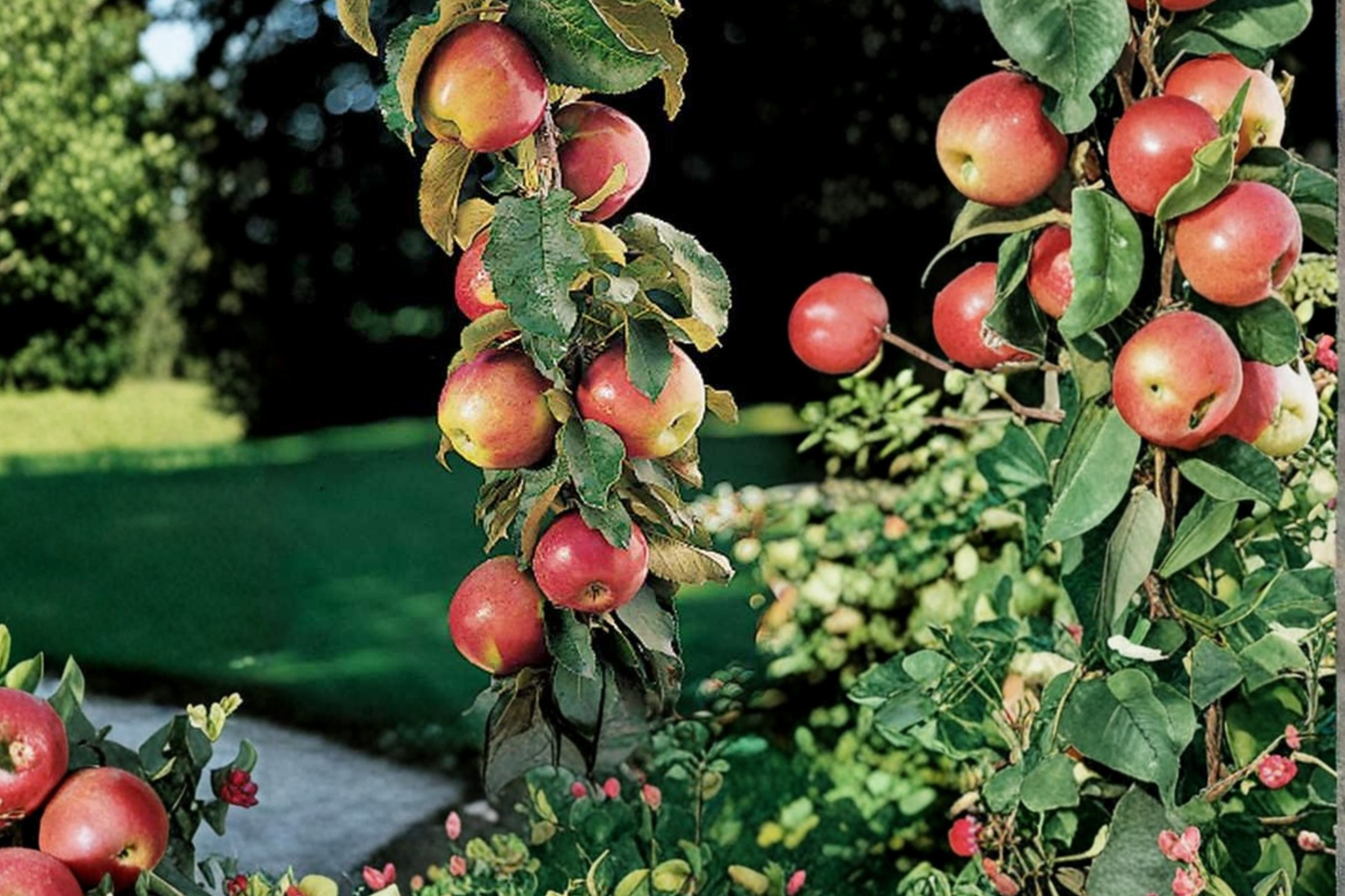 Scarlet Sentinel Columnar Apple Tree Grafted Live Dwarf Apple Tree Potted Fruit Tree Space Saving Garden Plant