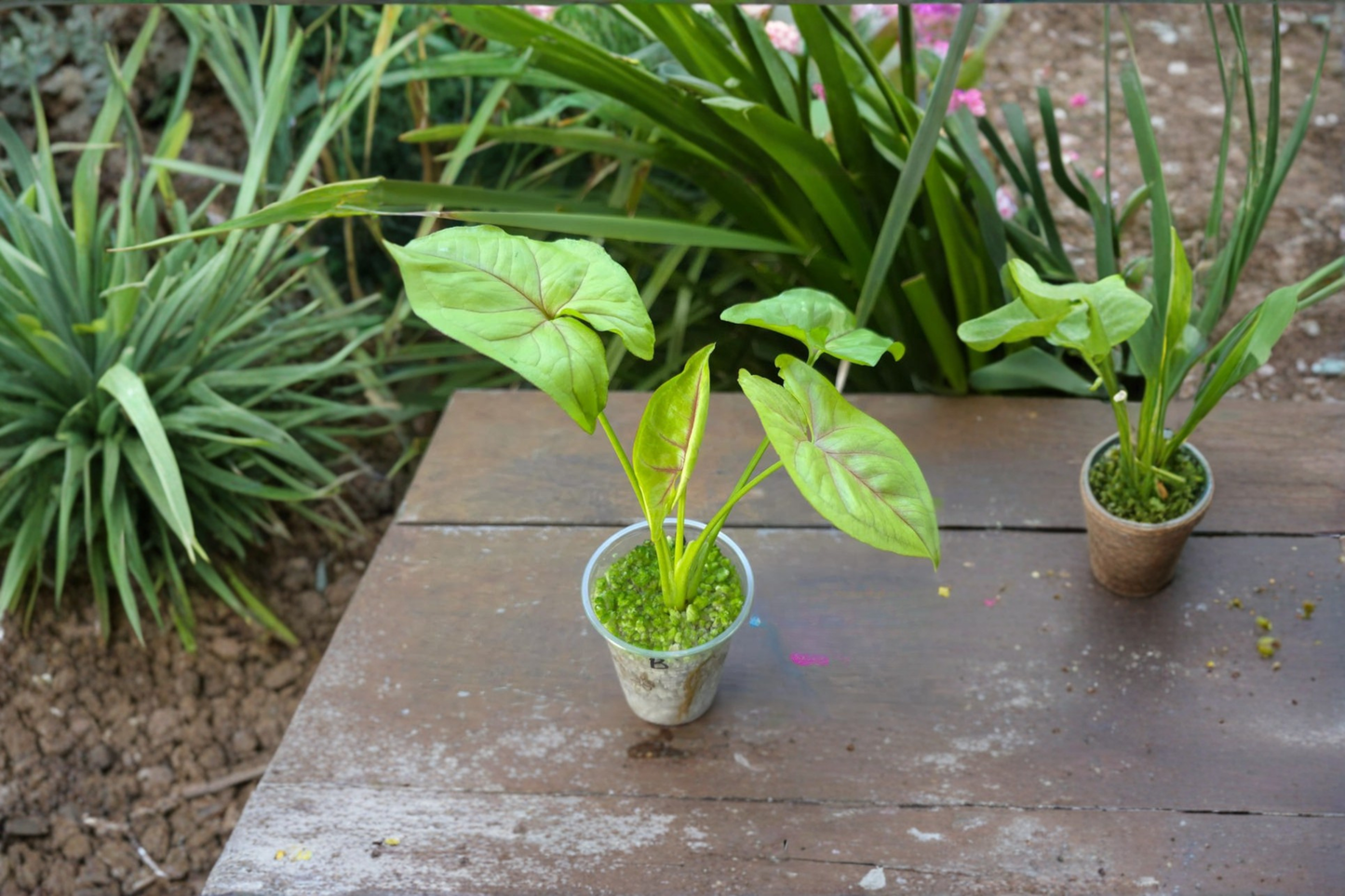 Syngonium Golden Allusion Live Plant Gold Arrowhead Indoor Houseplant Rooted 2 Inch Starter Plant Gift