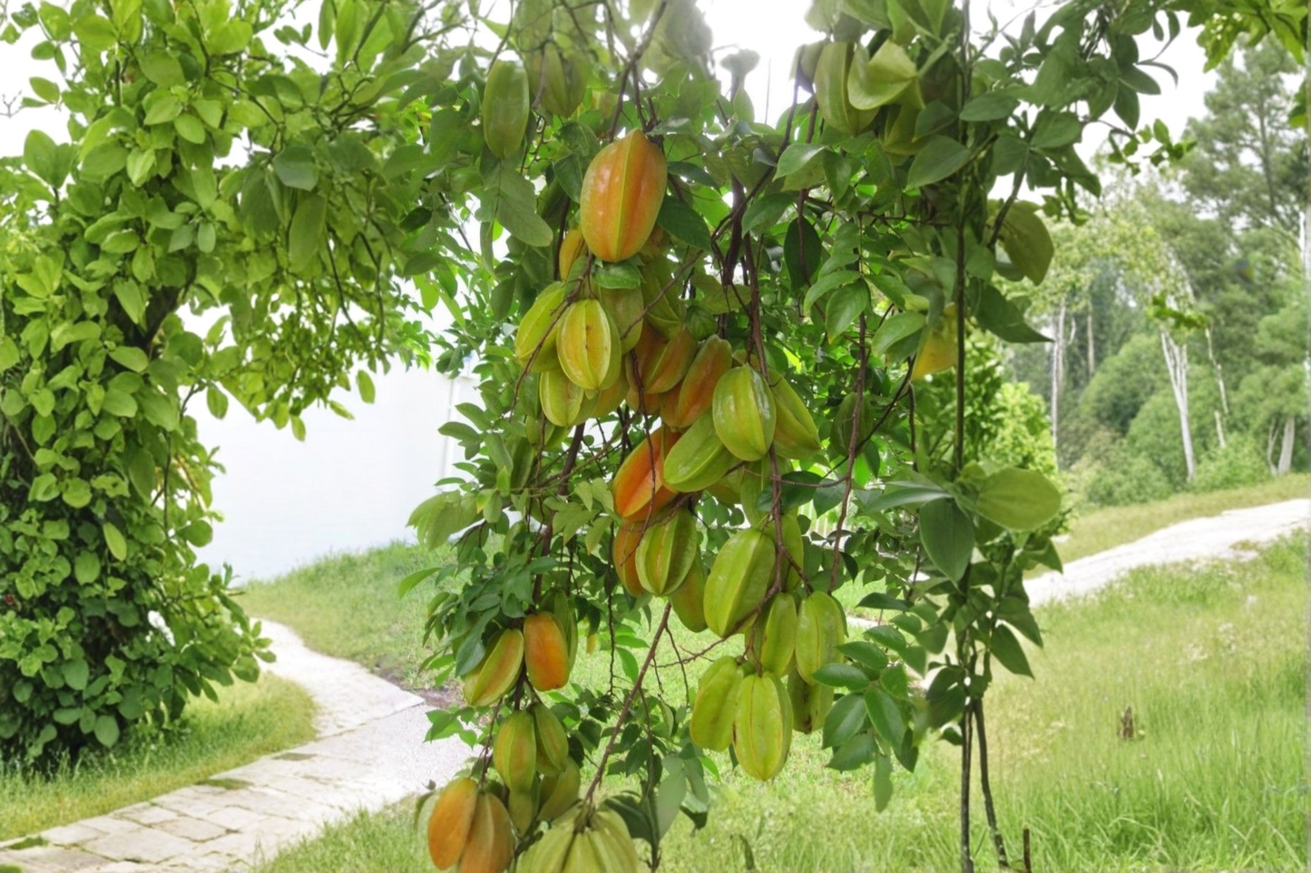 Starfruit Carambola Tree Grafted Live Plant 3-4ft Tall Tropical Fruit Tree Sour Variety Backyard Garden No Ship to California