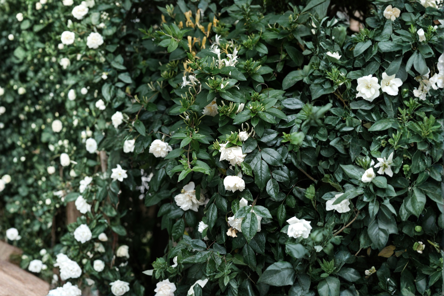 Grand Duke of Tuscany Jasmine Live Plants – Set of 2 Bare Root – Jasminum sambac