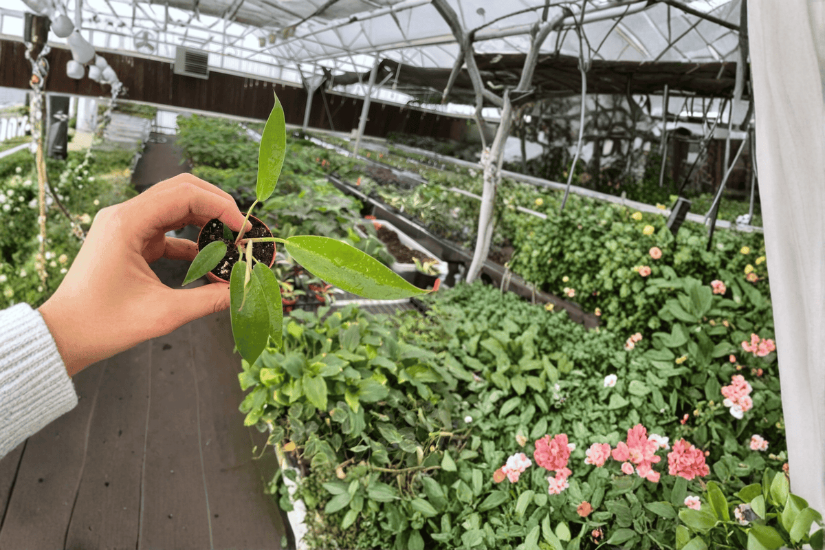 Philodendron ‘Florida Bronze’ 2 Live Starter Plants – 2-Inch Pots