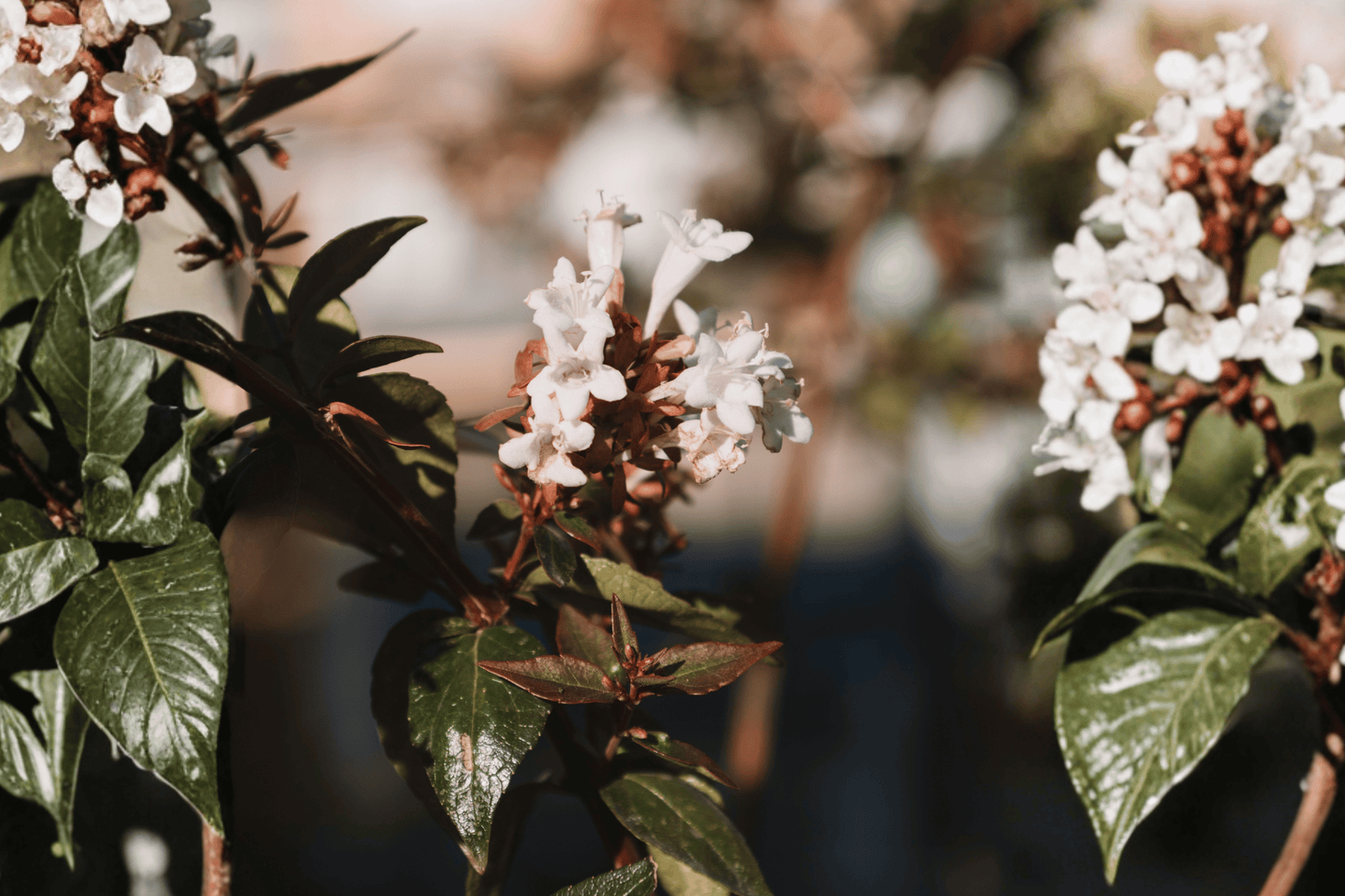 Kaleidoscope Abelia 1 Gallon Live Plant – Abelia × grandiflora ‘Kaleidoscope’