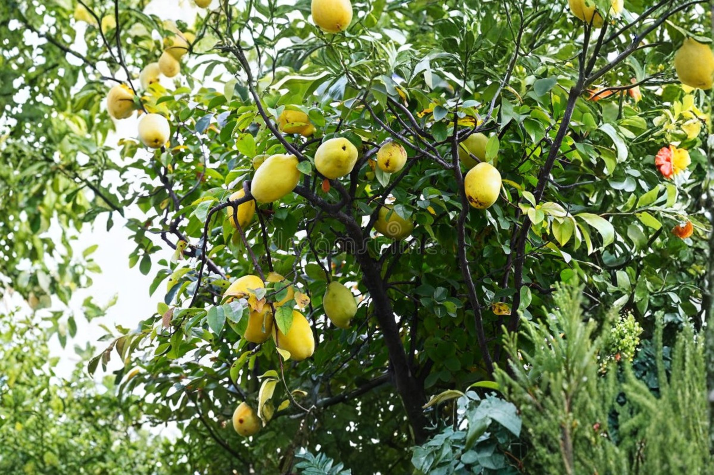 Dwarf Quince Seeds Rare Fruit Tree Seeds for Planting Indoor Outdoor Container Garden Pack of 10 Seeds