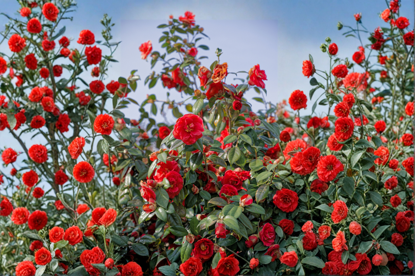 Glenn Camellia Japonica Live Starter Plant – Unique Flowering Evergreen Shrub