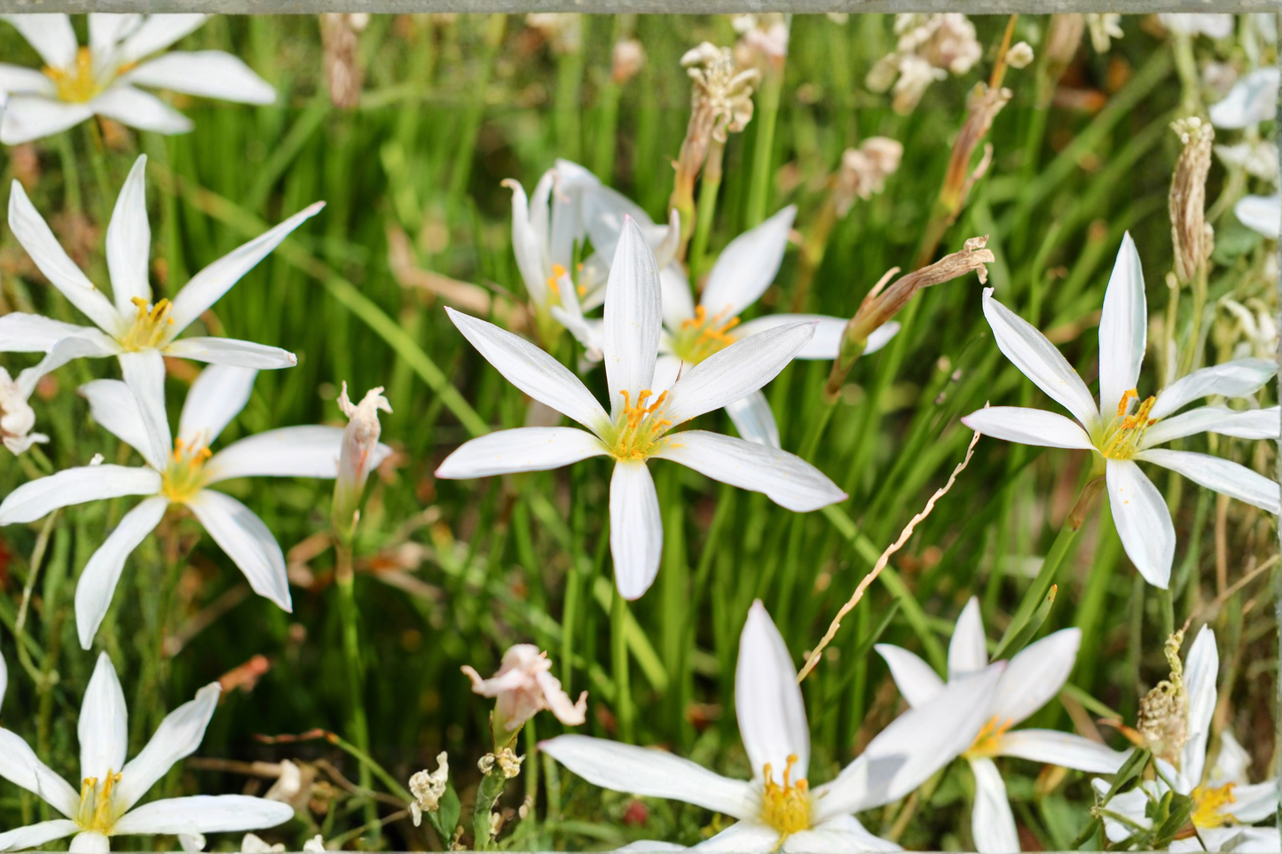 White Zephyr Lily Live Plant 8–18 Inches Tall – Tropical Marginal Pond Plant (Zephyranthes spp.)