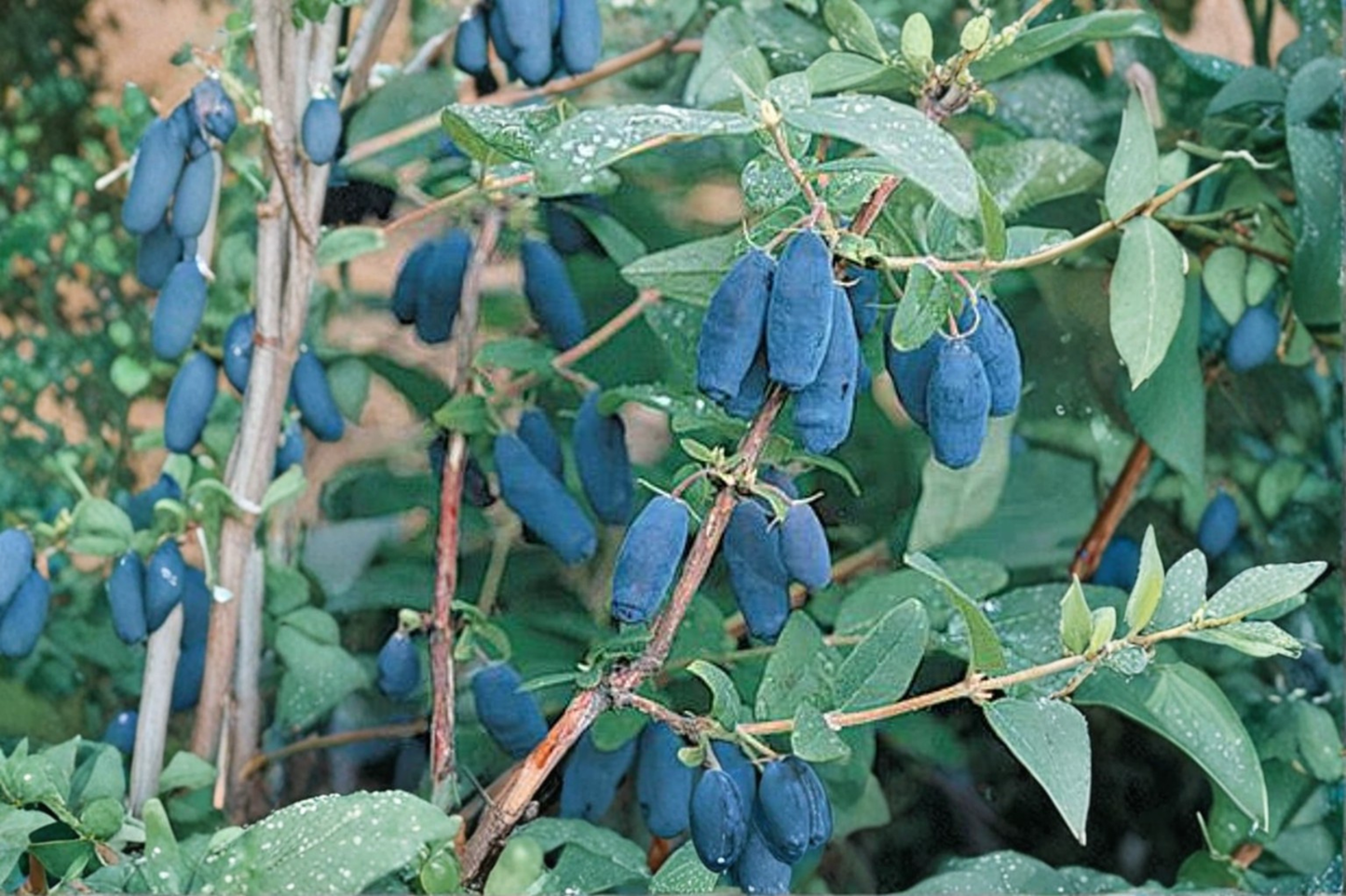 Blue Moon Honeyberry Plant Live 1 Gallon Potted Fruit Bearing Haskap Berry Shrub Ready to Grow Garden Plant