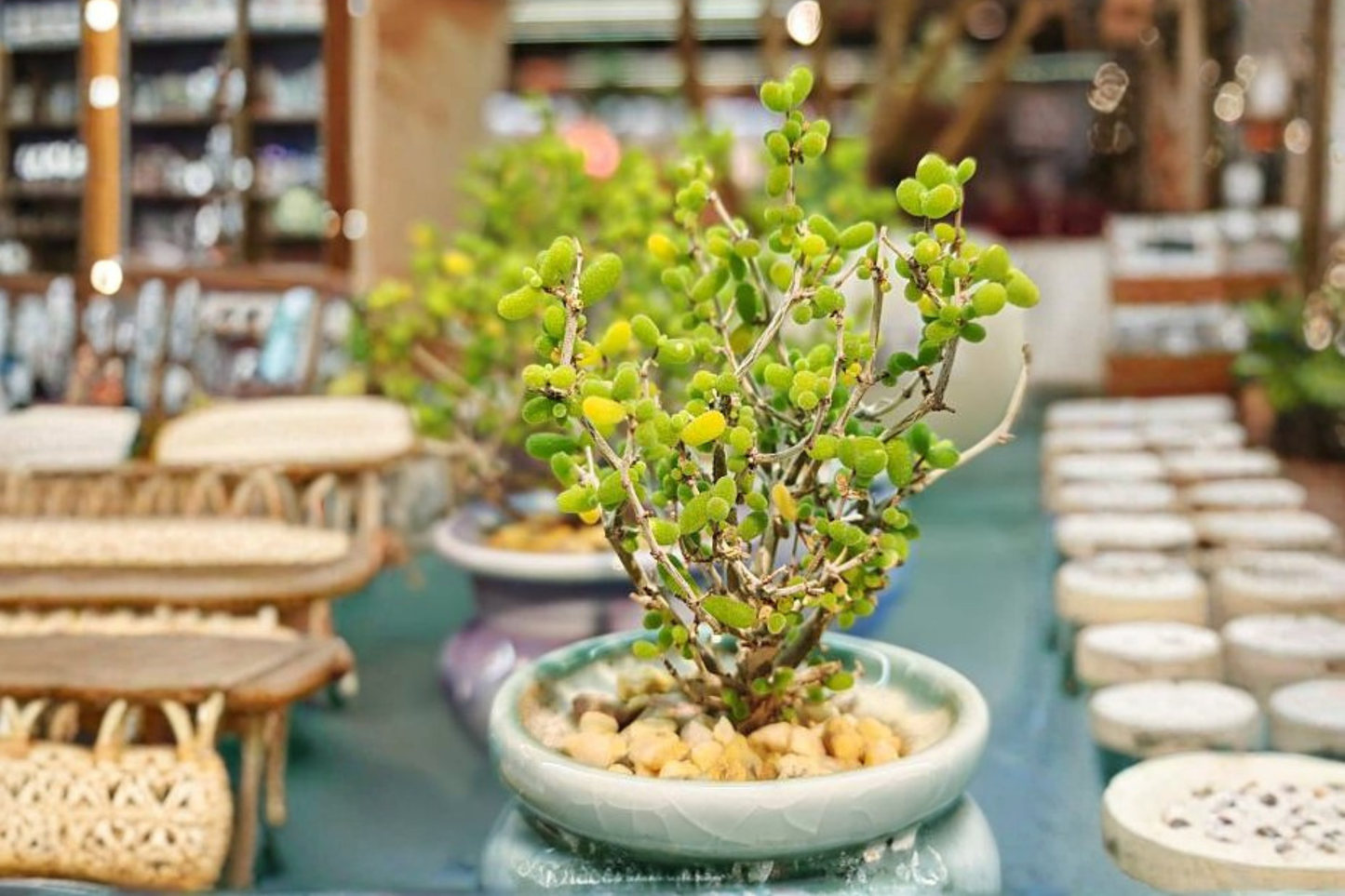 Dicrocaulon ramulosum Succulent Live Plant – 2-Inch Potted Plant