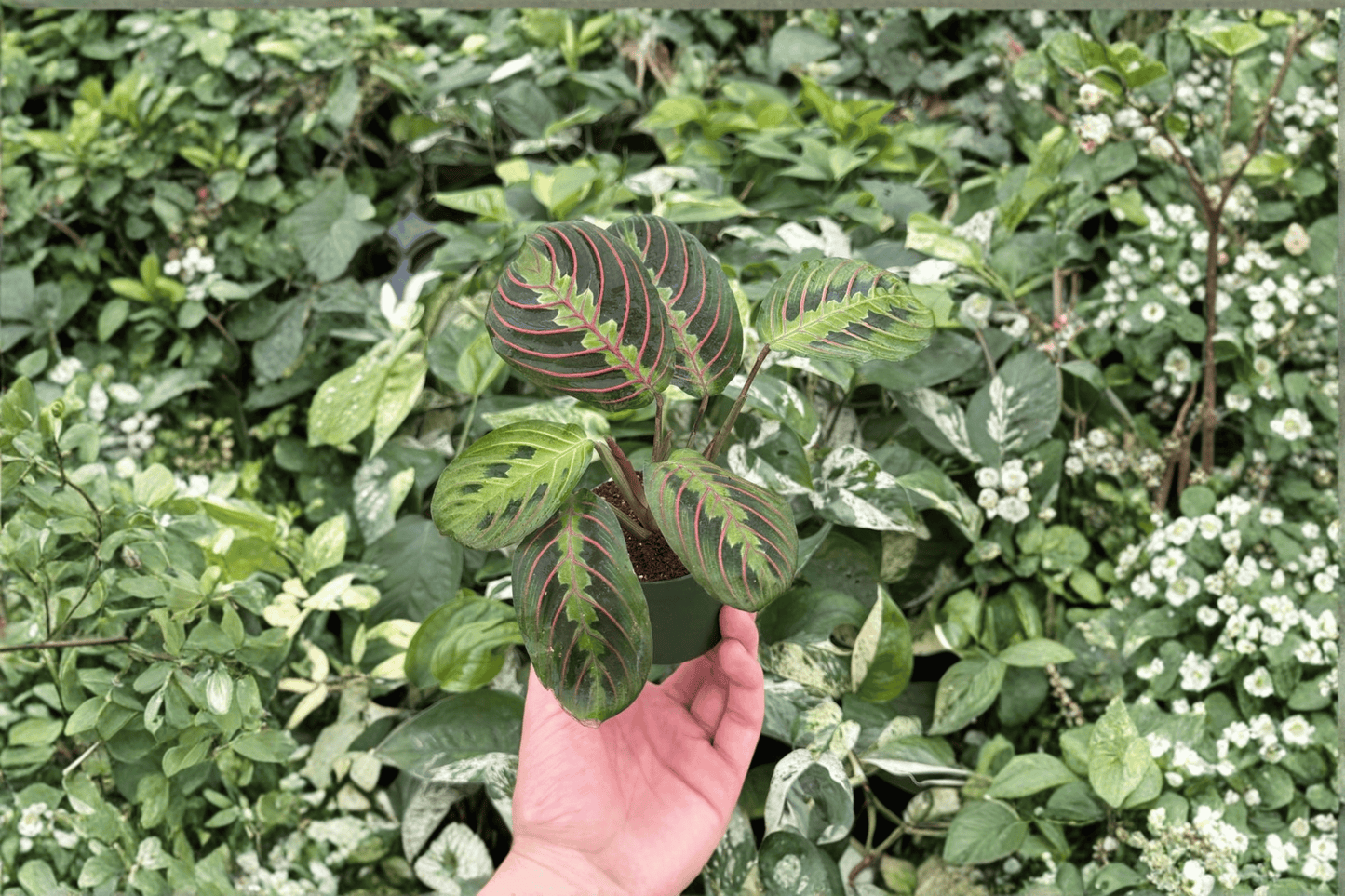 2 Red Maranta Live Starter Plants – Bare Root Prayer Plants (Maranta leuconeura)