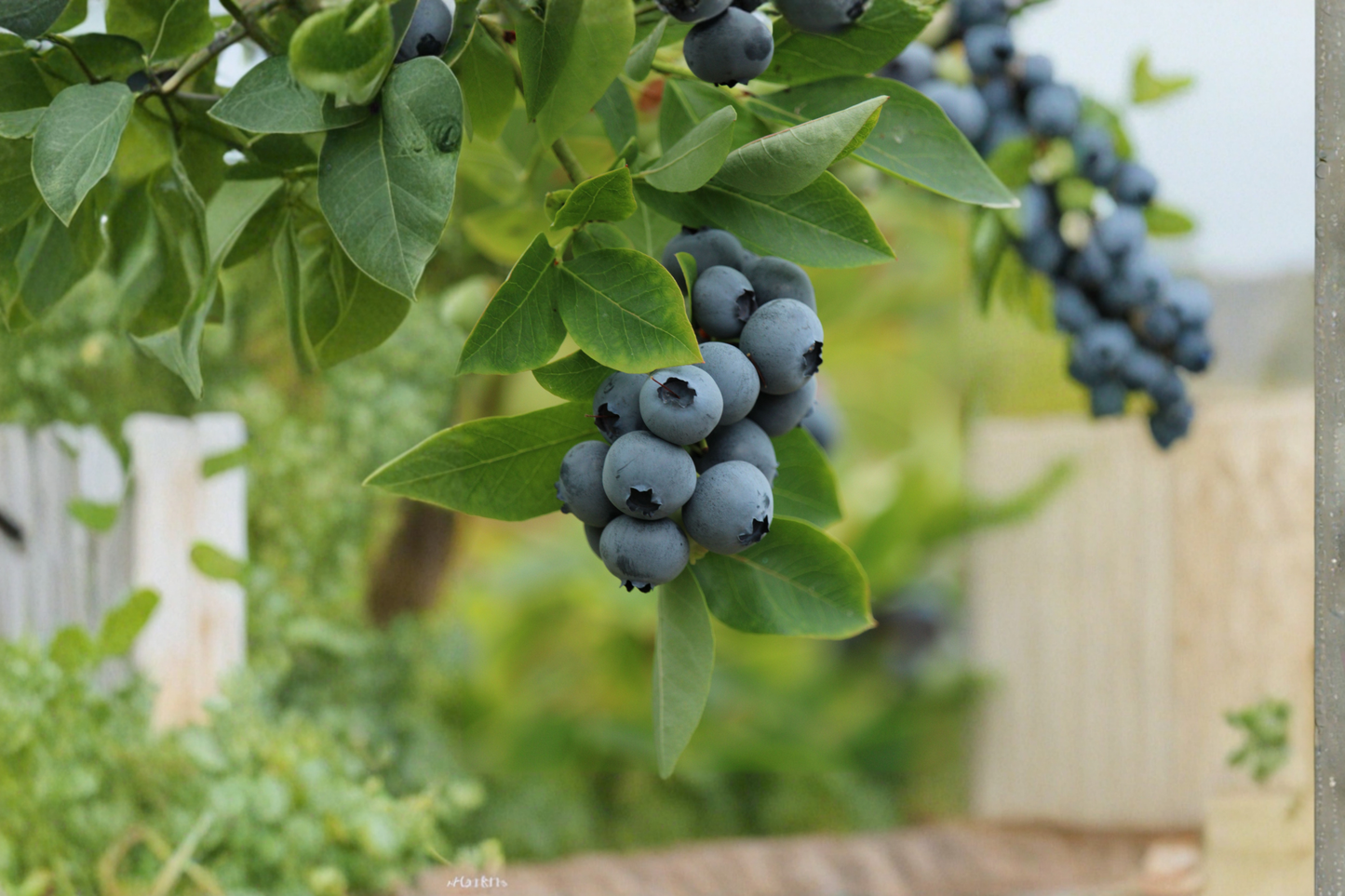 Biloxi Blueberry Plants Set of 4 Live Starter Plants Fruit Bushes for Garden Containers Edible Berry Plants Free Shipping
