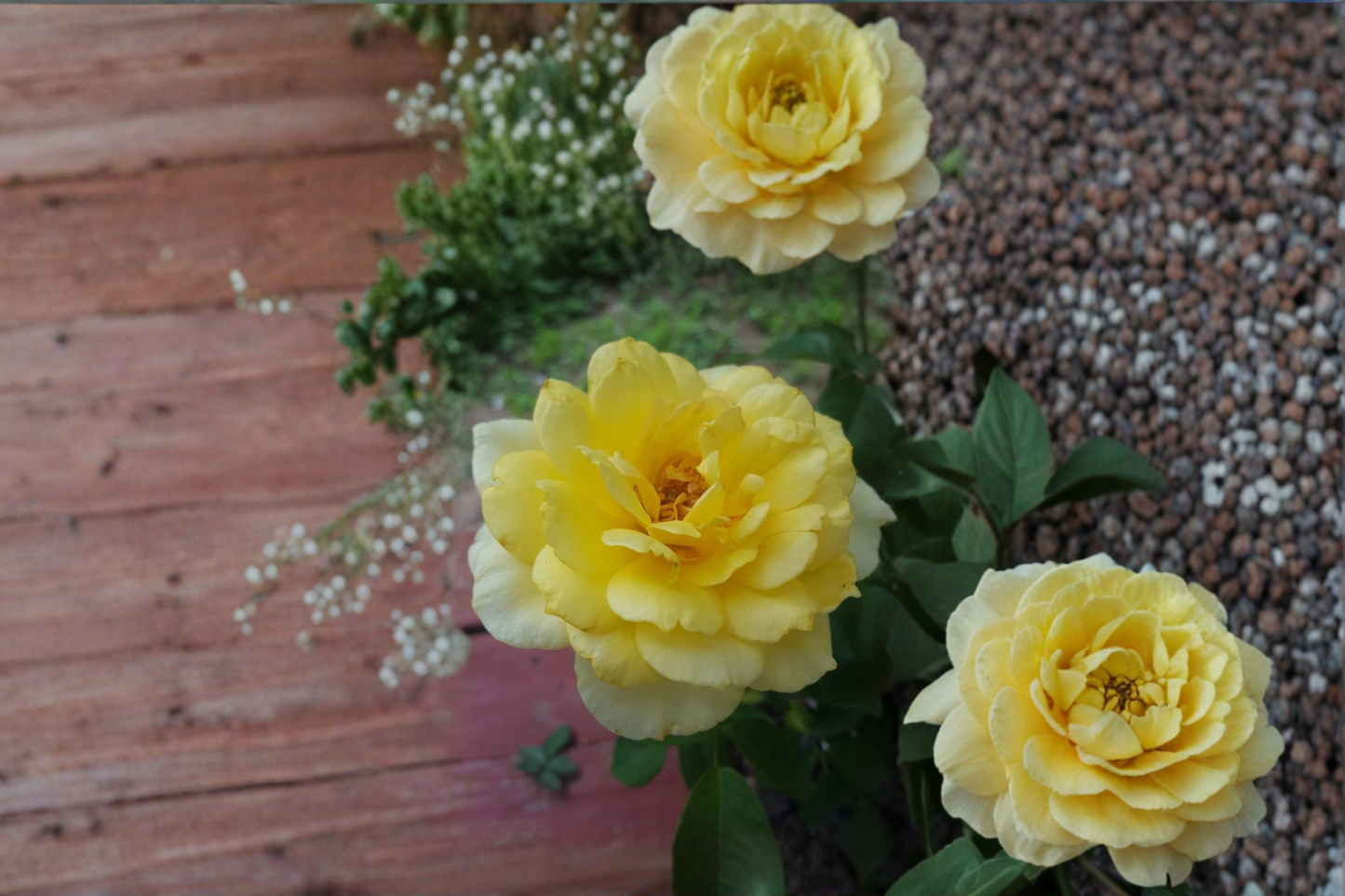 Sunsprite Floribunda Rose Plant 2 Gal Yellow Bush, Flowering Rose Shrub for Garden Borders Landscape