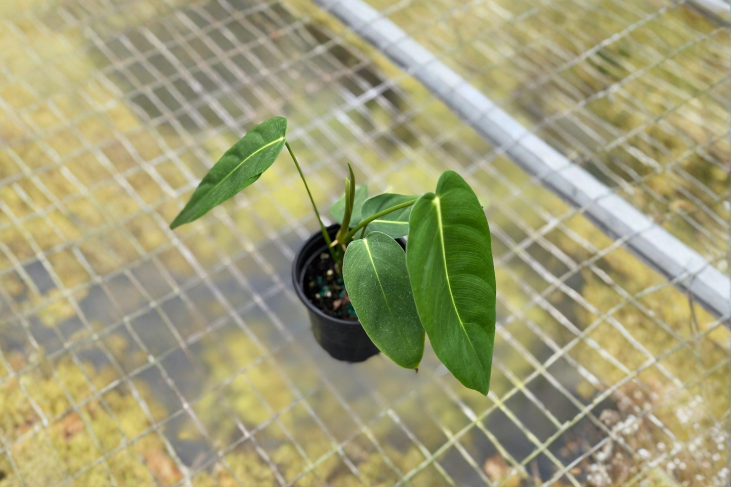 Philodendron Esmeraldense Narrow Live Plant Rooted Tropical Houseplant 4 Inch Starter Plant Indoor Plant Gift